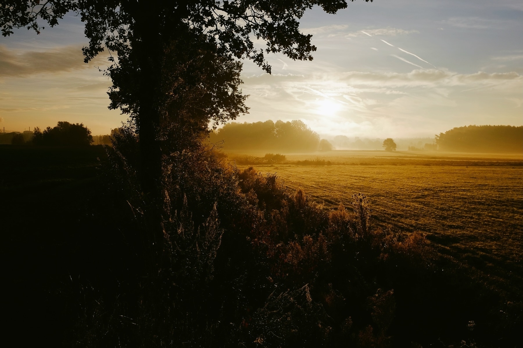 Sunrise over a grassy field with trees on the horizon. The foreground is in shadow, highlighting the silhouette of plants and a large tree. The sky is partly cloudy with contrails.