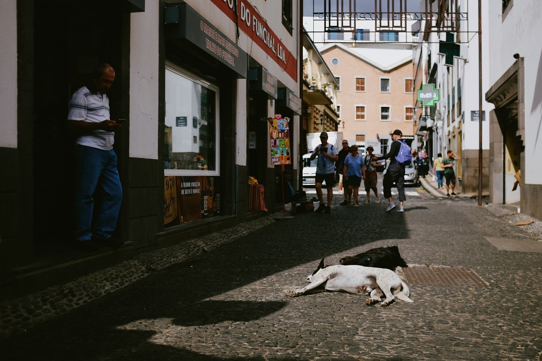 A narrow cobblestone street scene with people walking and a man leaning against a building, looking at his phone. Two dogs are lying on the ground in the foreground. The street is surrounded by shops and apartments.