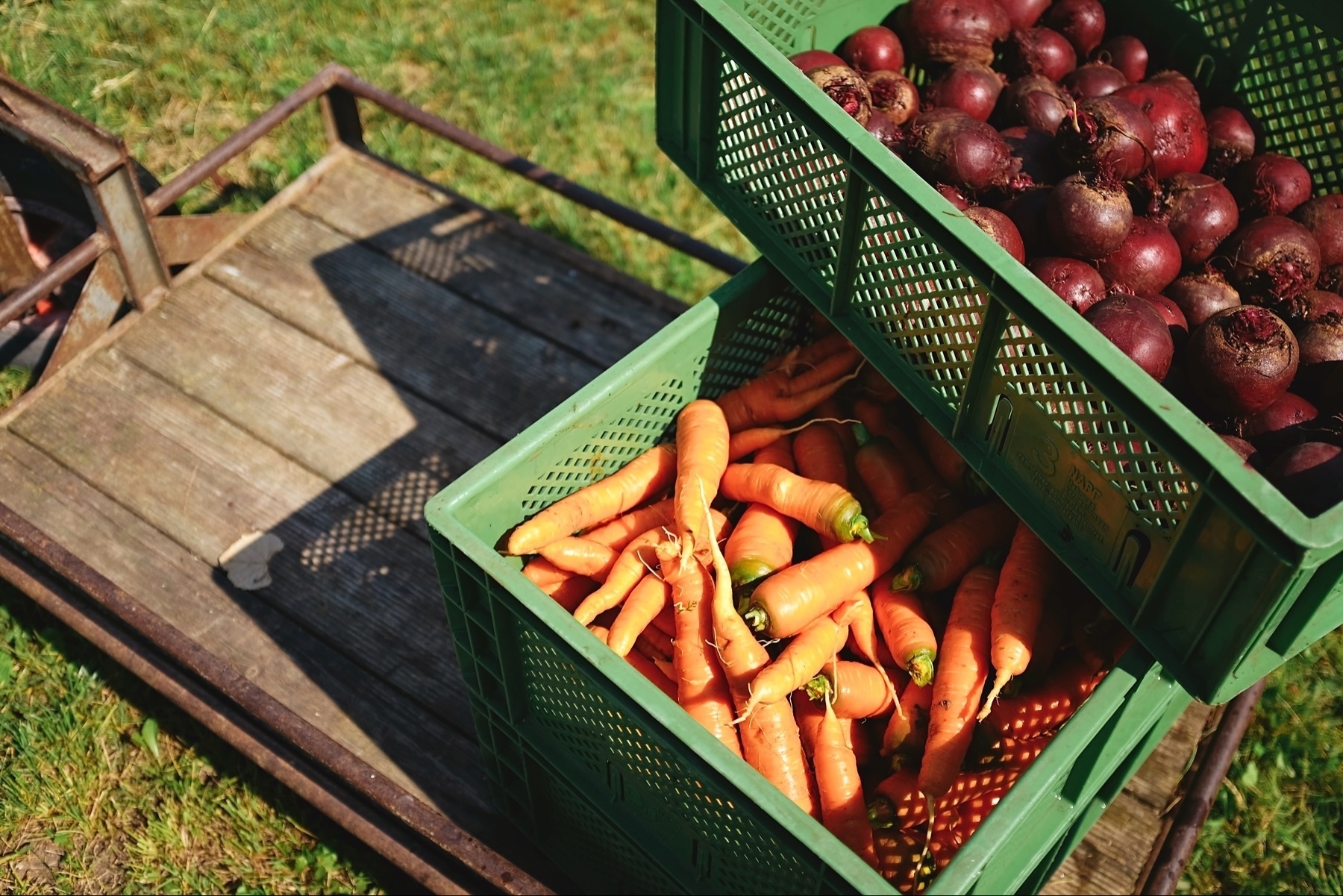 Two boxes of freshly harvested carrots and beets