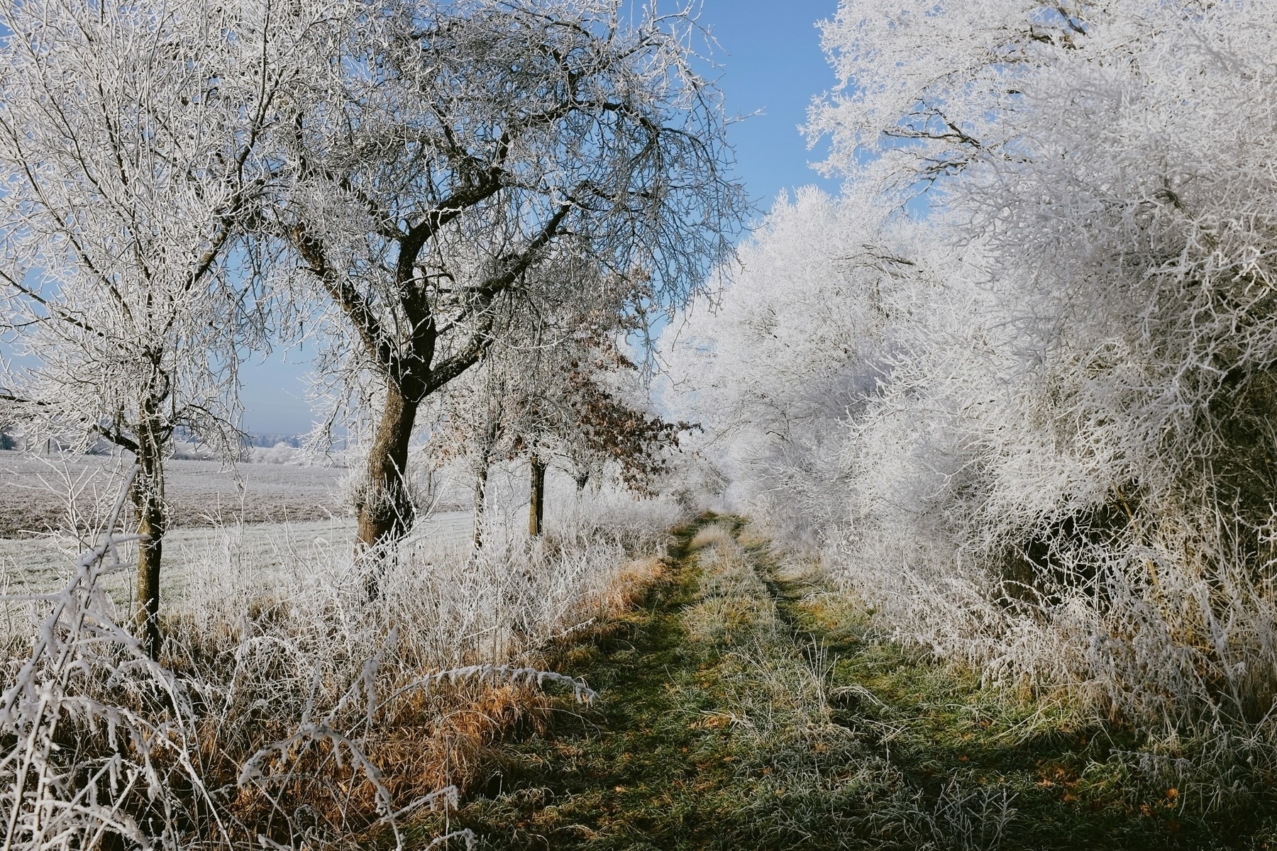 Snow-covered branches with frost cling to autumn leaves in a wintry landscape.