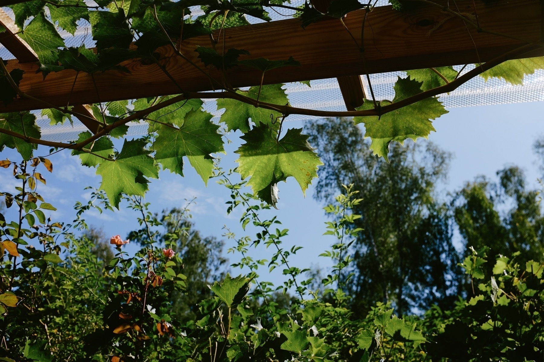 Sunlight filters through green leaves on a wooden trellis against a blue sky with fluffy clouds.