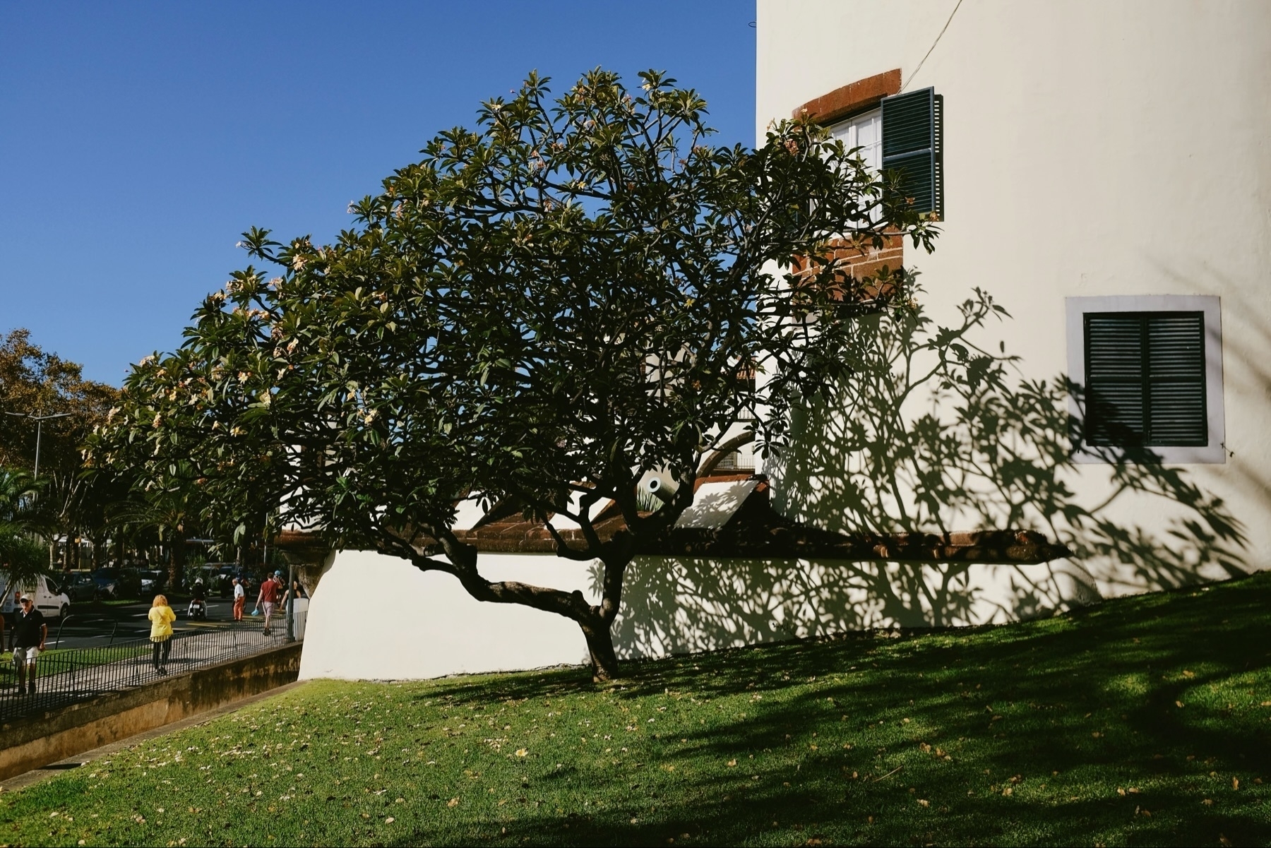 A tree with dense foliage stands on a grassy slope, next to a white building with dark green shutters. Shadows of the tree are cast on the building and grass. People can be seen walking on the street in the background.