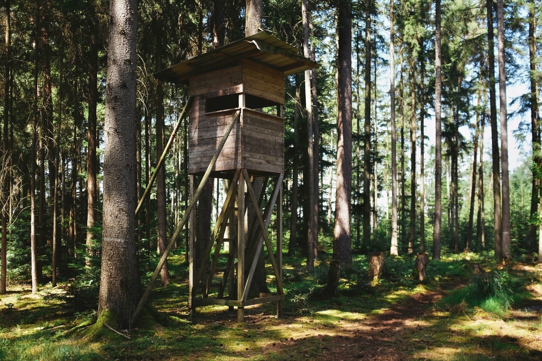 Photo a hunter‘s raised hide surrounded by trees in the forest