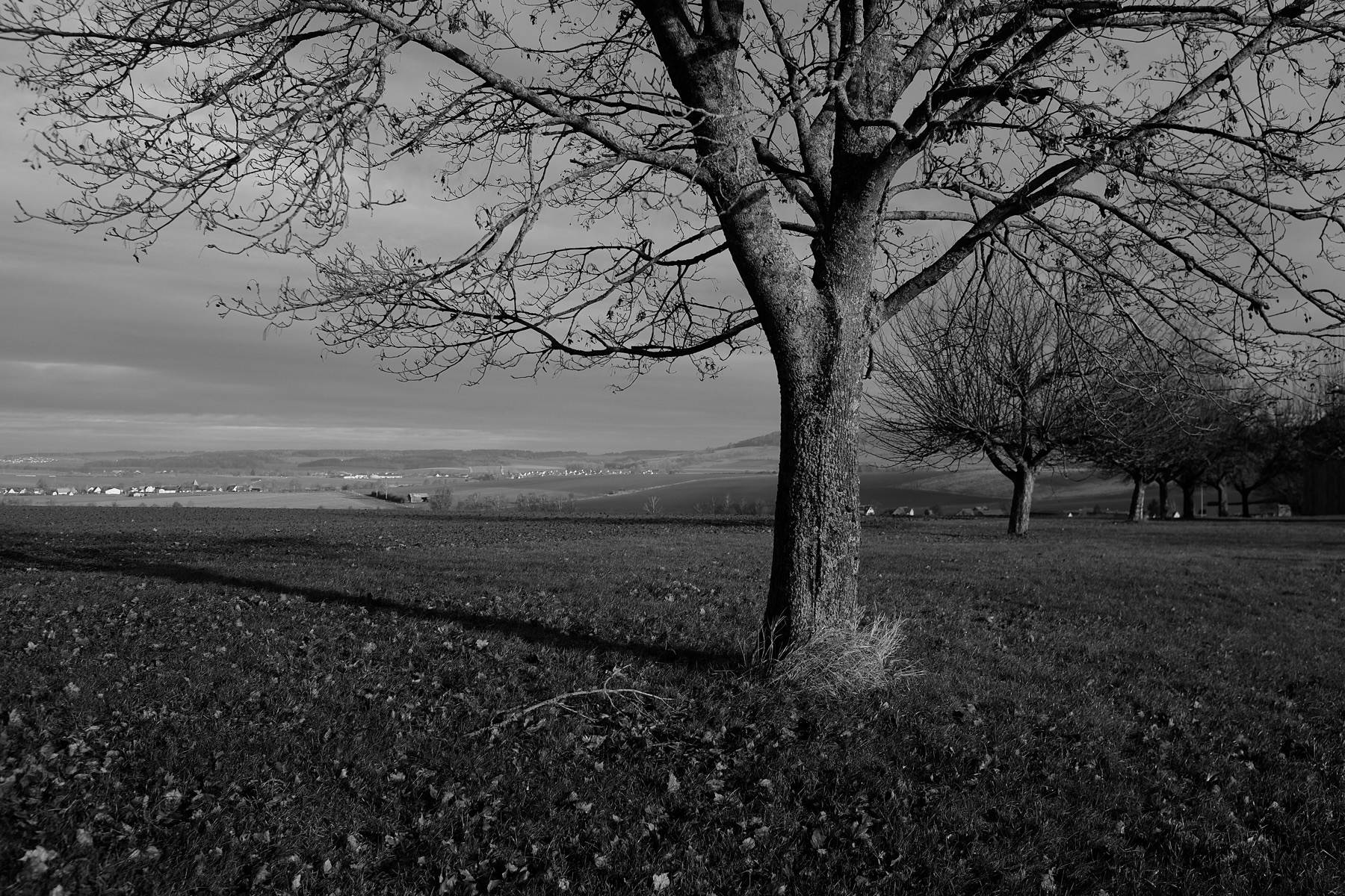 A bare tree stands in an open field under a cloudy sky with distant hills visible in the background.