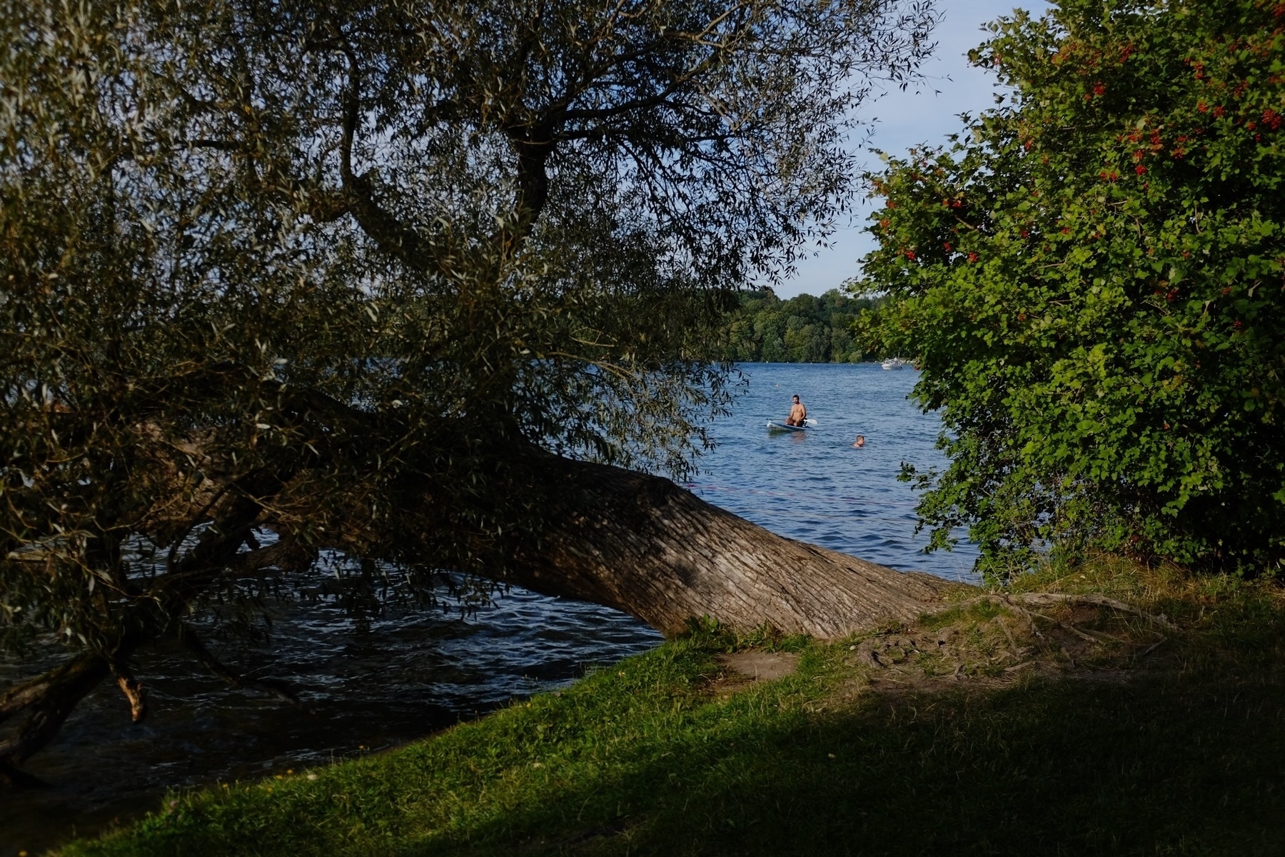 A serene lake with people swimming, framed by a leaning tree and lush greenery under a clear sky.