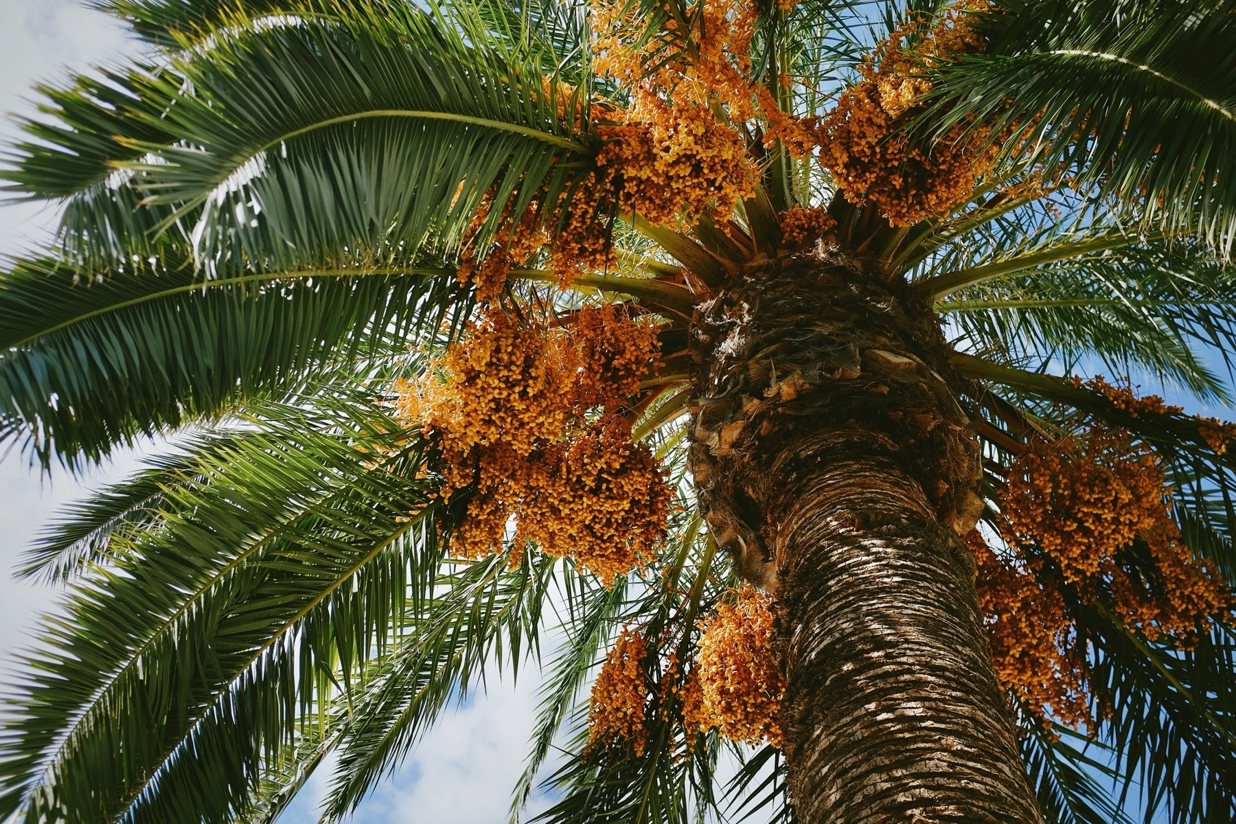 A close-up view of a palm tree with clusters of orange dates under its fronds against a blue sky.