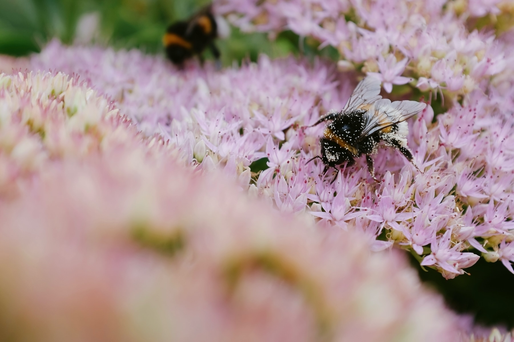 A black and yellow bumblebee covered in pollen is perched on a cluster of small, light pink flowers. Another bumblebee is visible in the background, also on the flowers. The image is close-up, highlighting the delicate textures and colors of