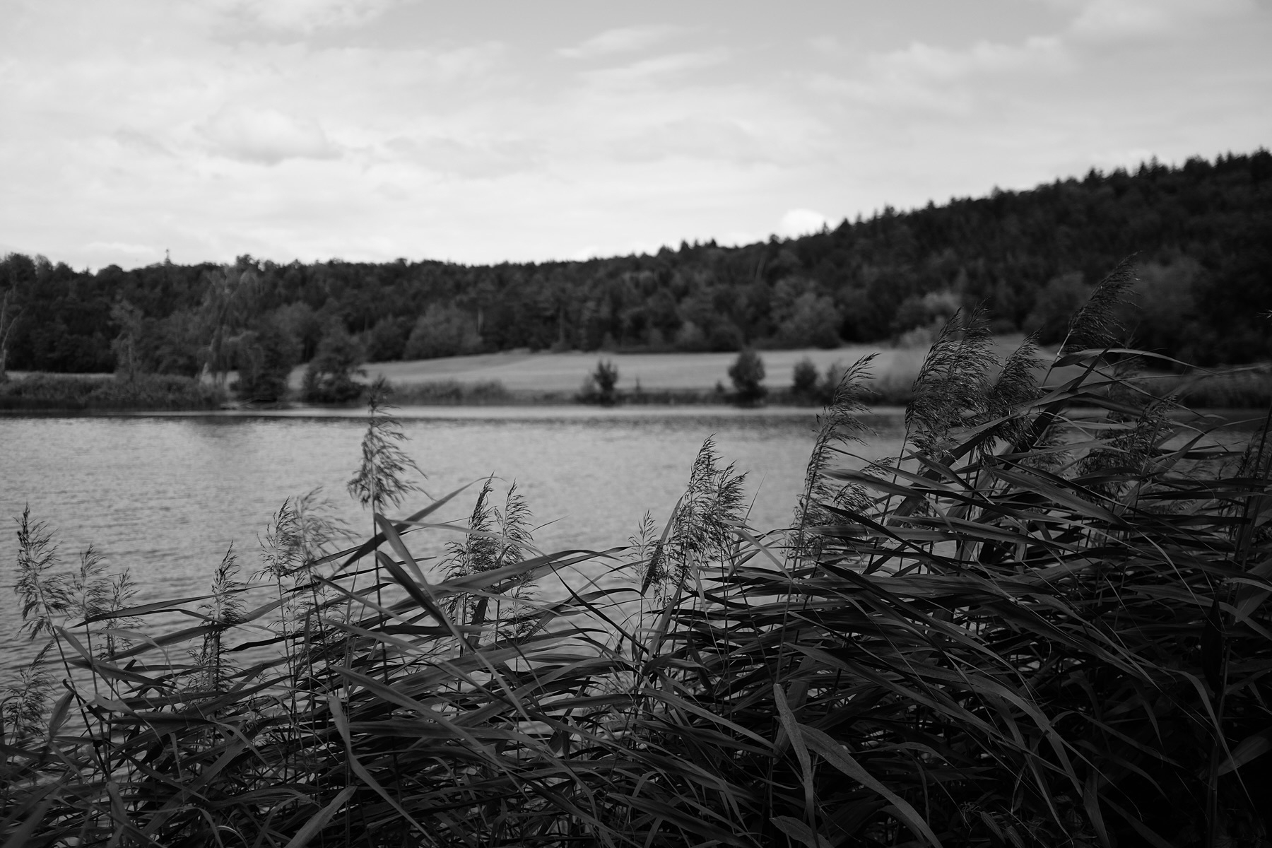 A black and white photograph of a serene lake with tall grasses in the foreground. In the background, there are fields, trees, and a wooded hillside under a cloudy sky.