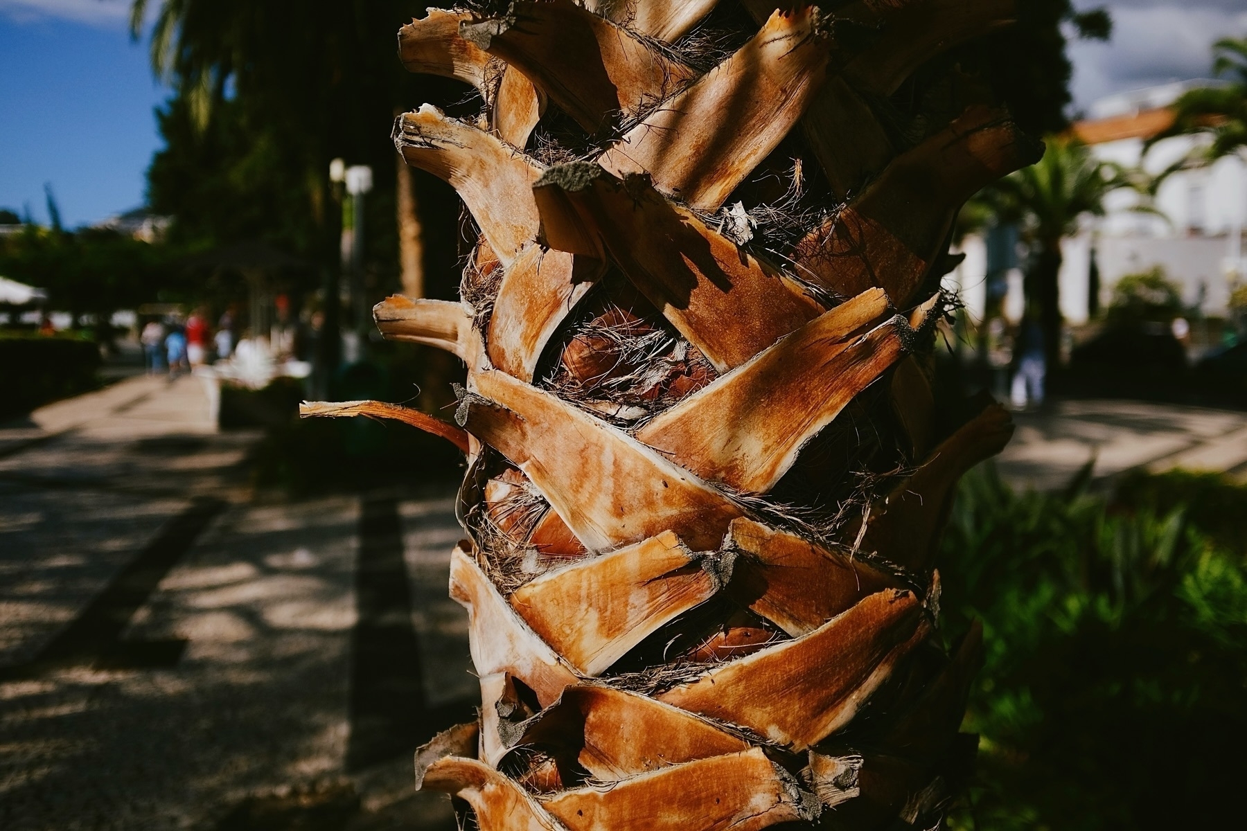 Close-up of a palm tree trunk with textured brown bark patterns. The background features a blurred view of a park with green foliage and people walking.