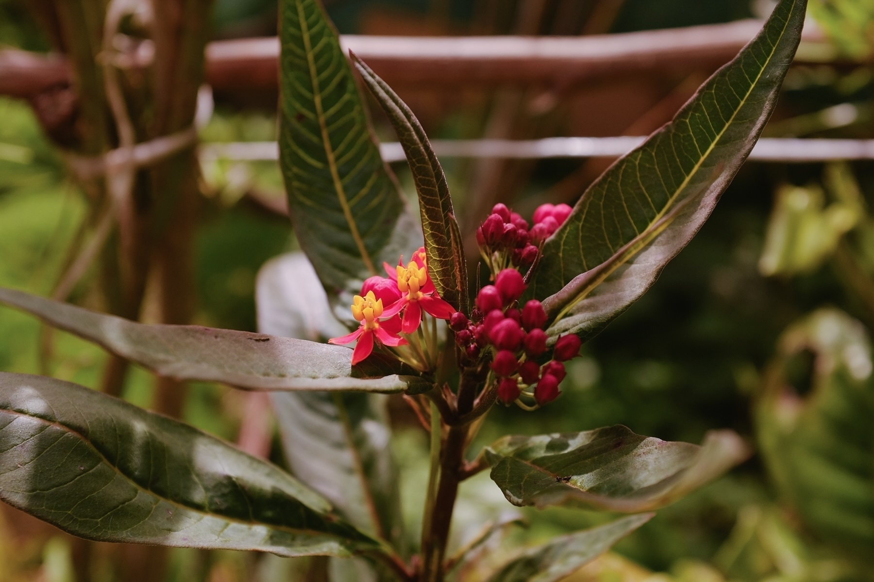 Red and yellow flowers with clusters of buds among long, green leaves on a plant.