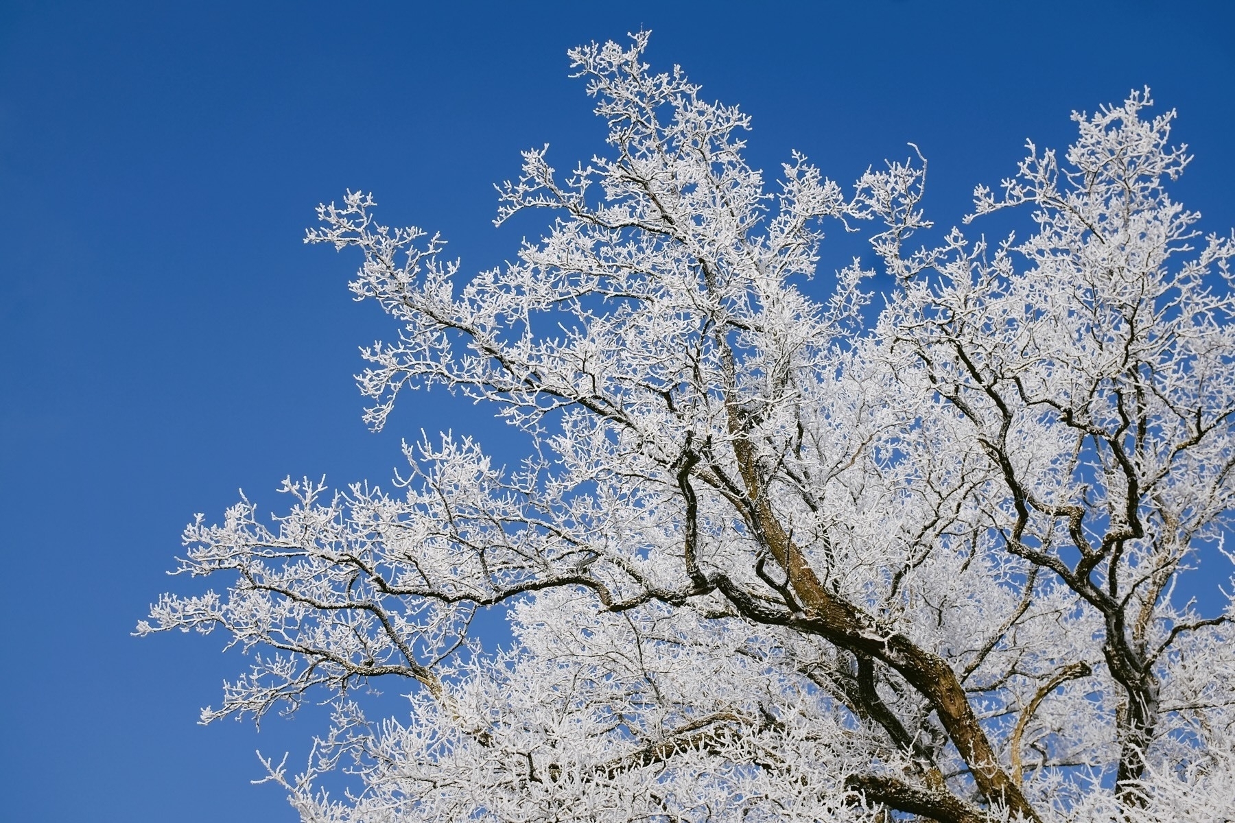 Snow-covered branches with frost cling to autumn leaves in a wintry landscape.