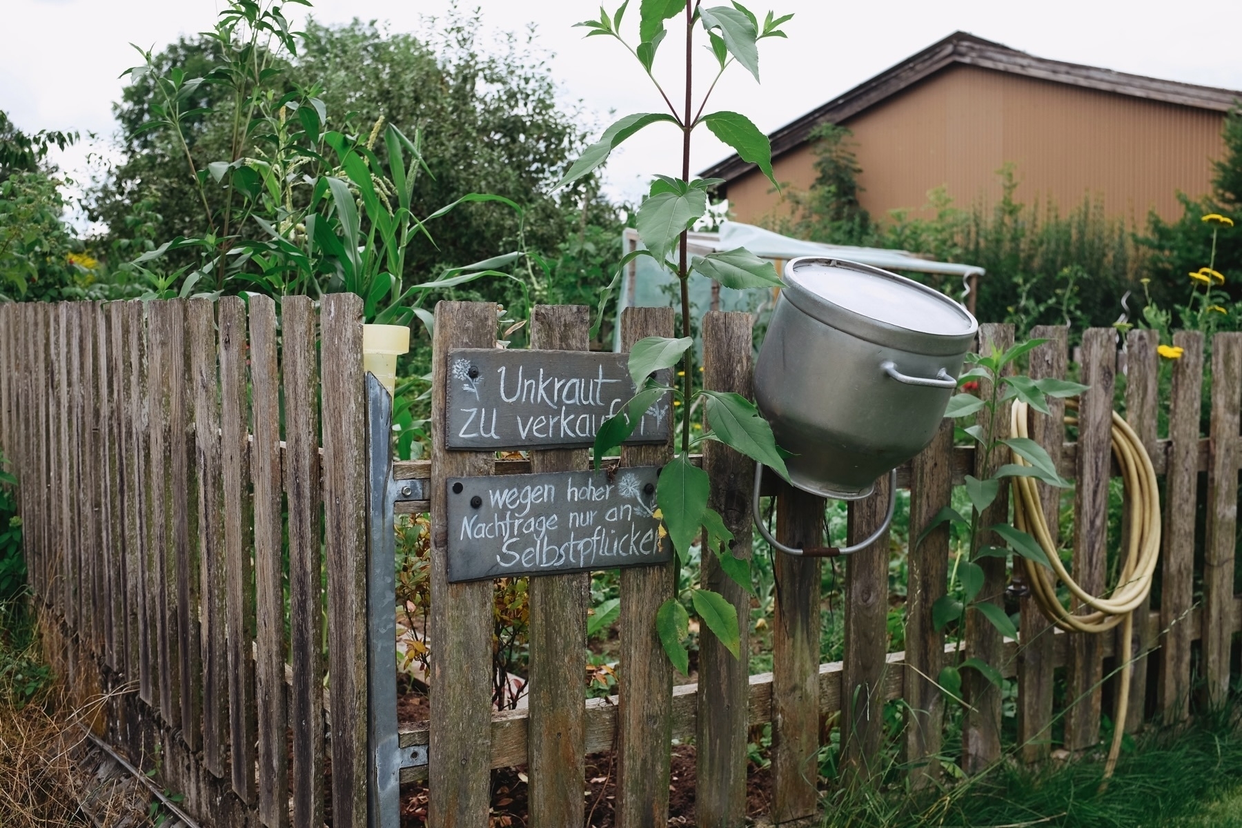 Fenced vegetable garden decorated with a milk can and two humorous signs written in german offering garden weeds for sale