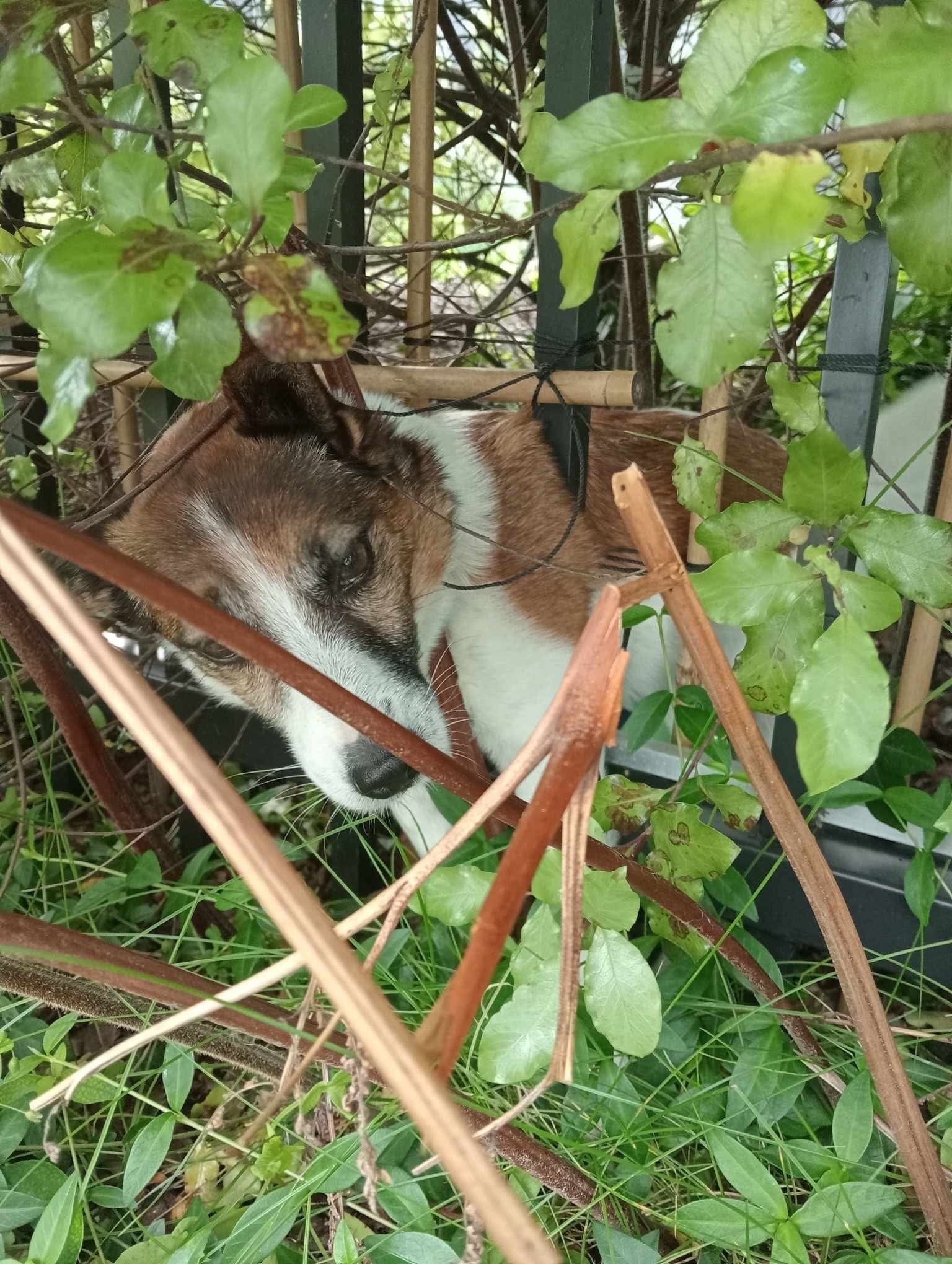 A dog is nestled among lush green foliage and branches.