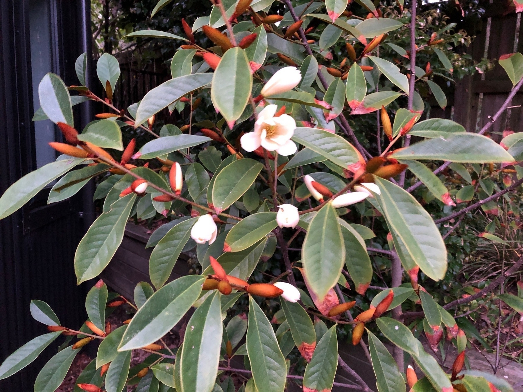 Magnolia figo, also known as Banaba shrub or banana magnolia