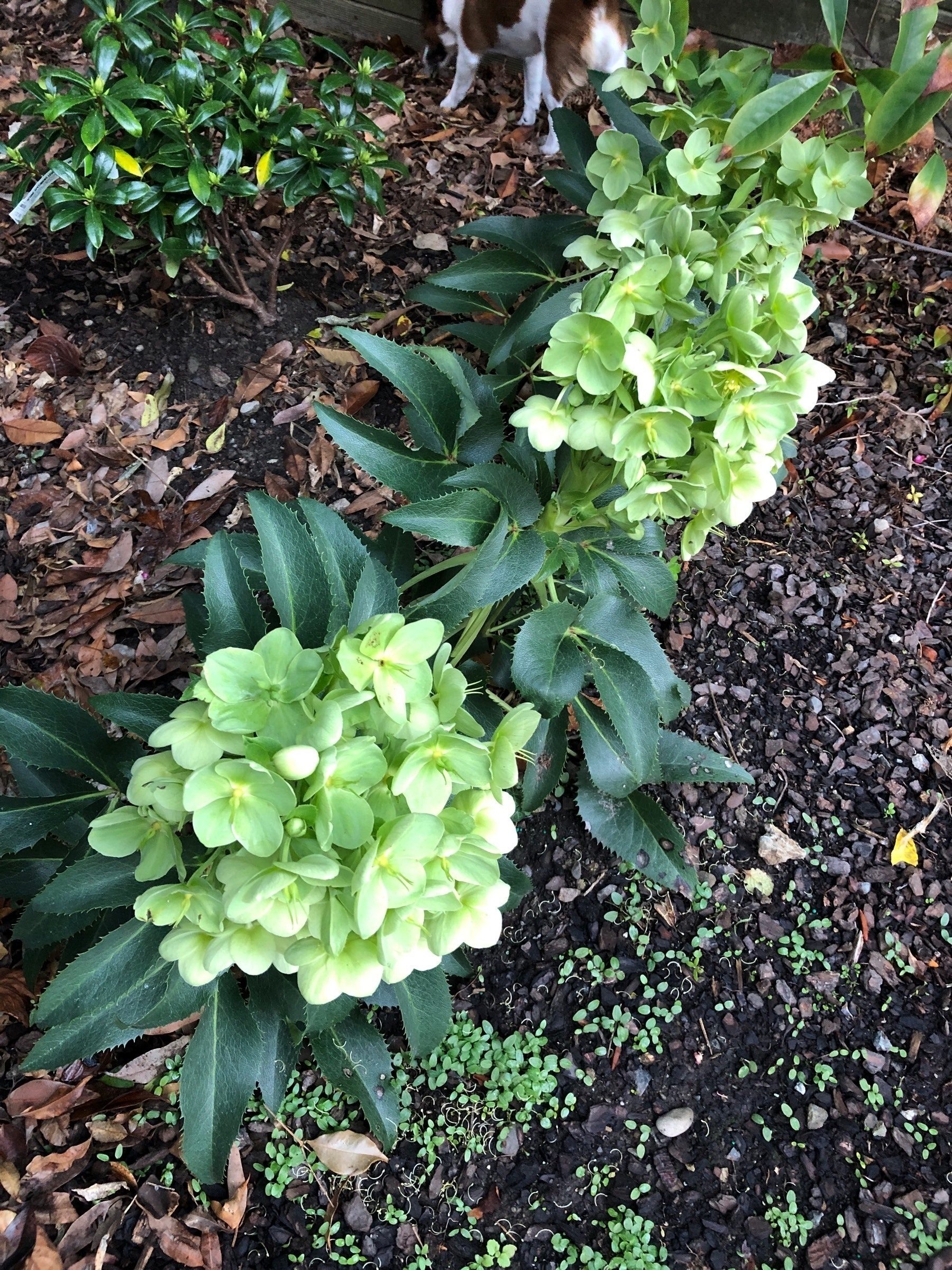 Corsican hellebore, a species of hellebores