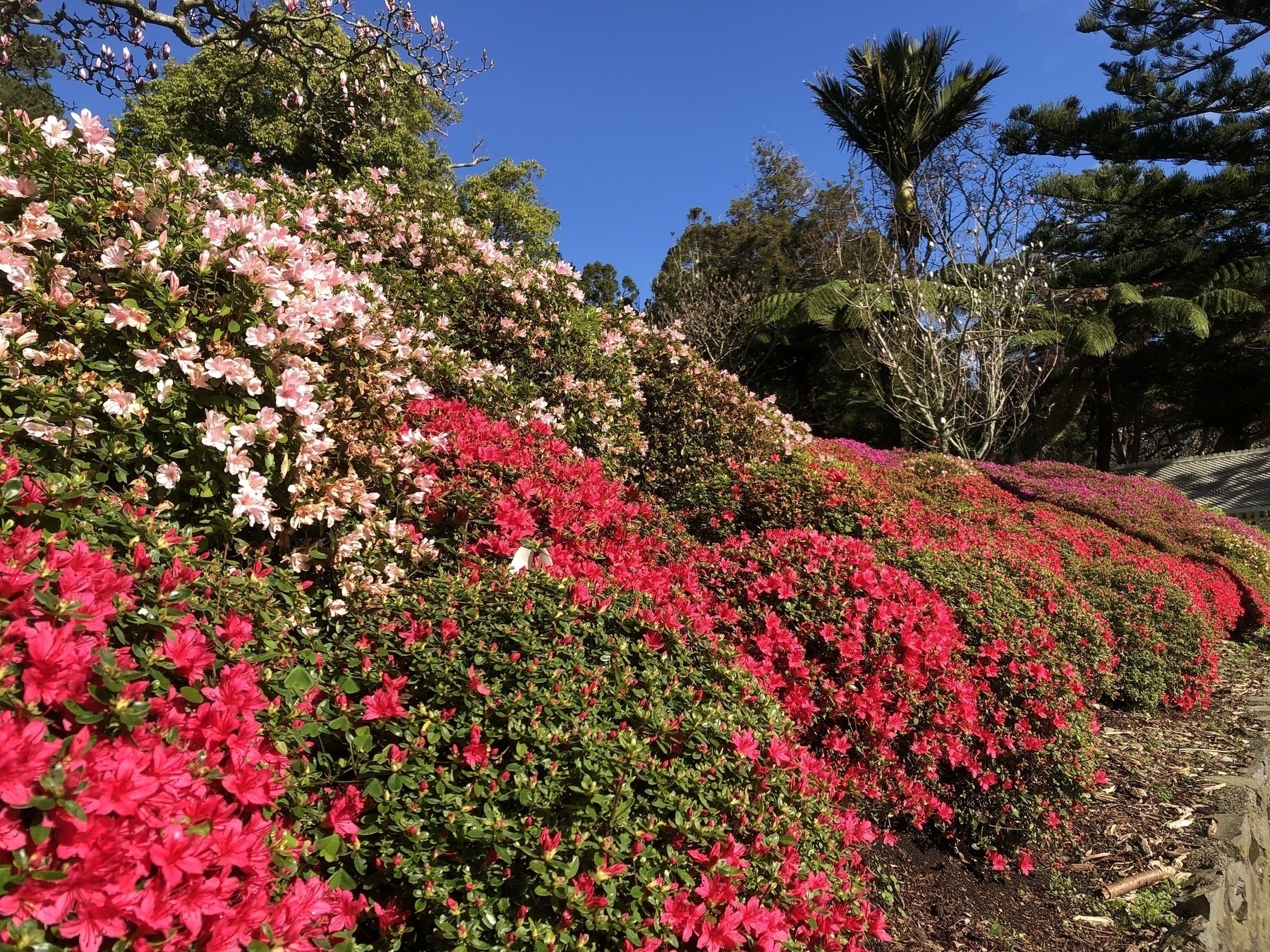 Bank of azaleas