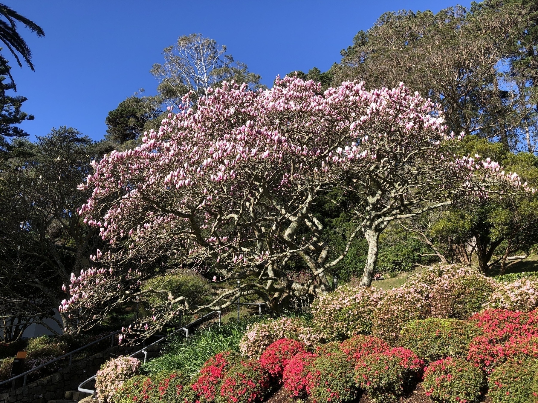 Magnolia tree in flower