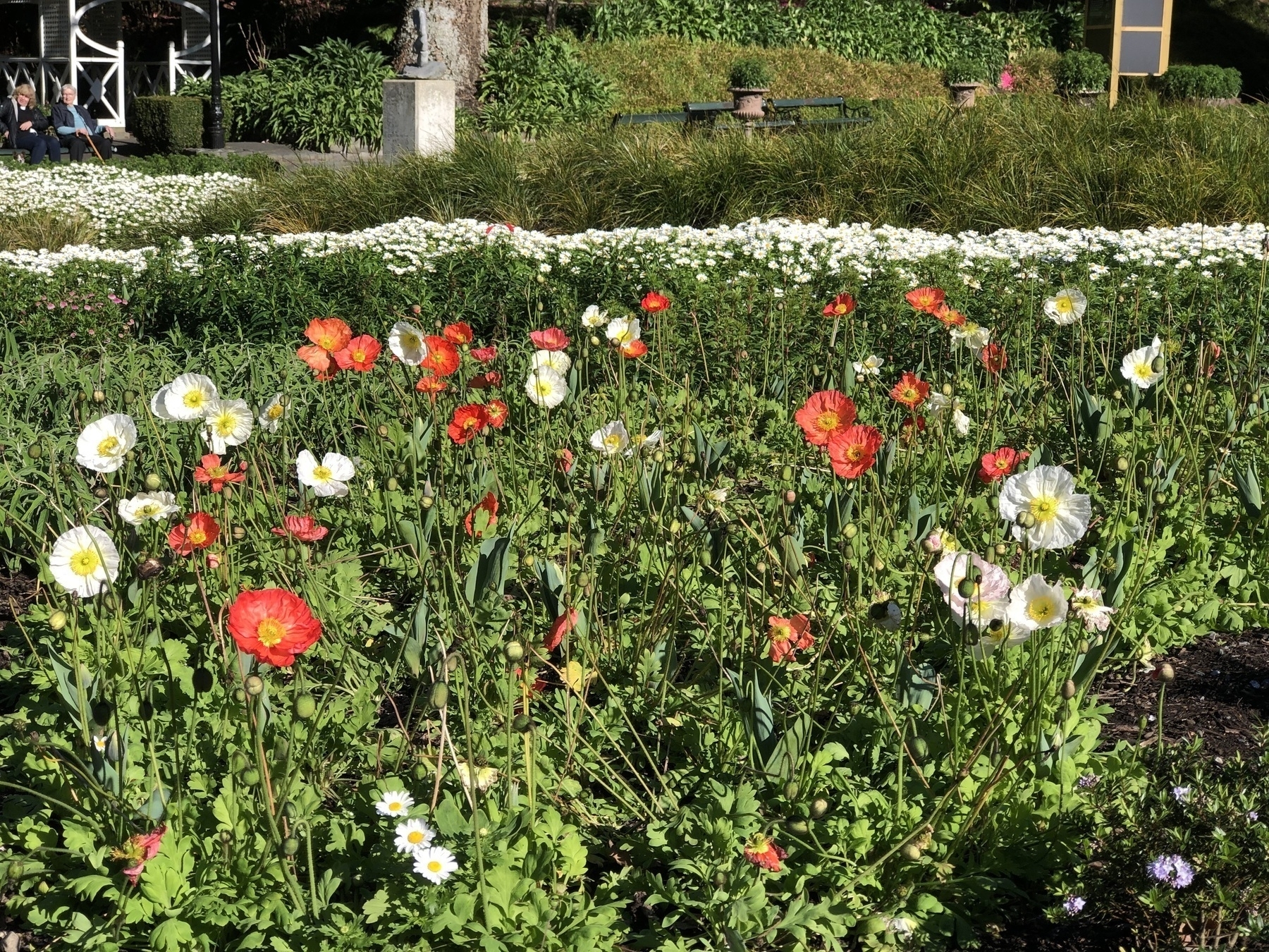 Iceland poppies in a garden