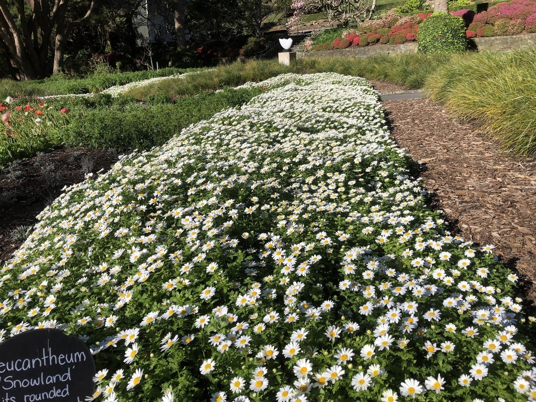 Small white daisies - Mauranthemum - planted in a mass