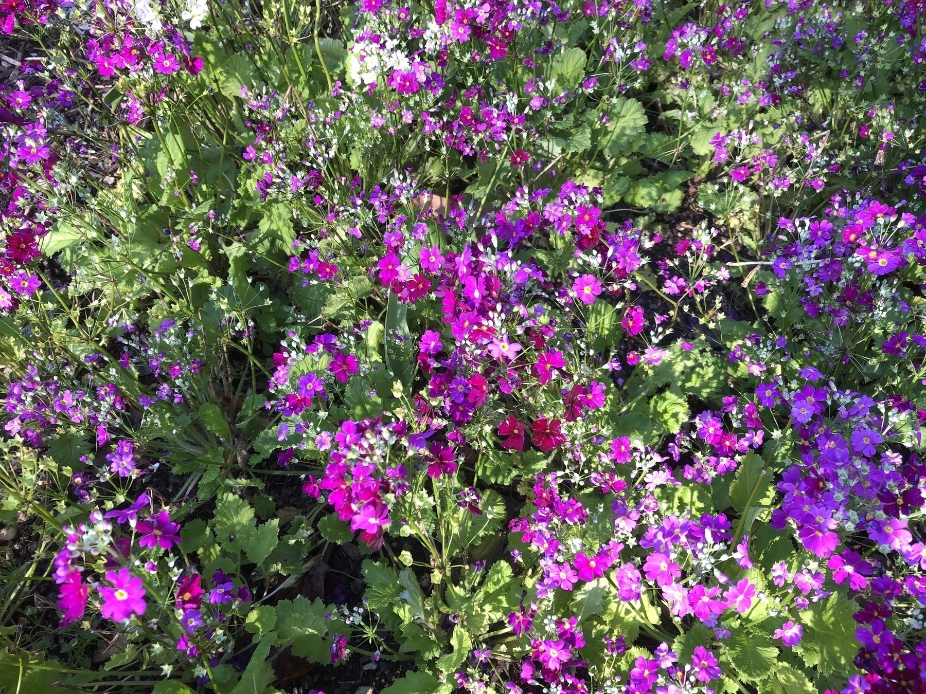 Small purple flowers - Primroses