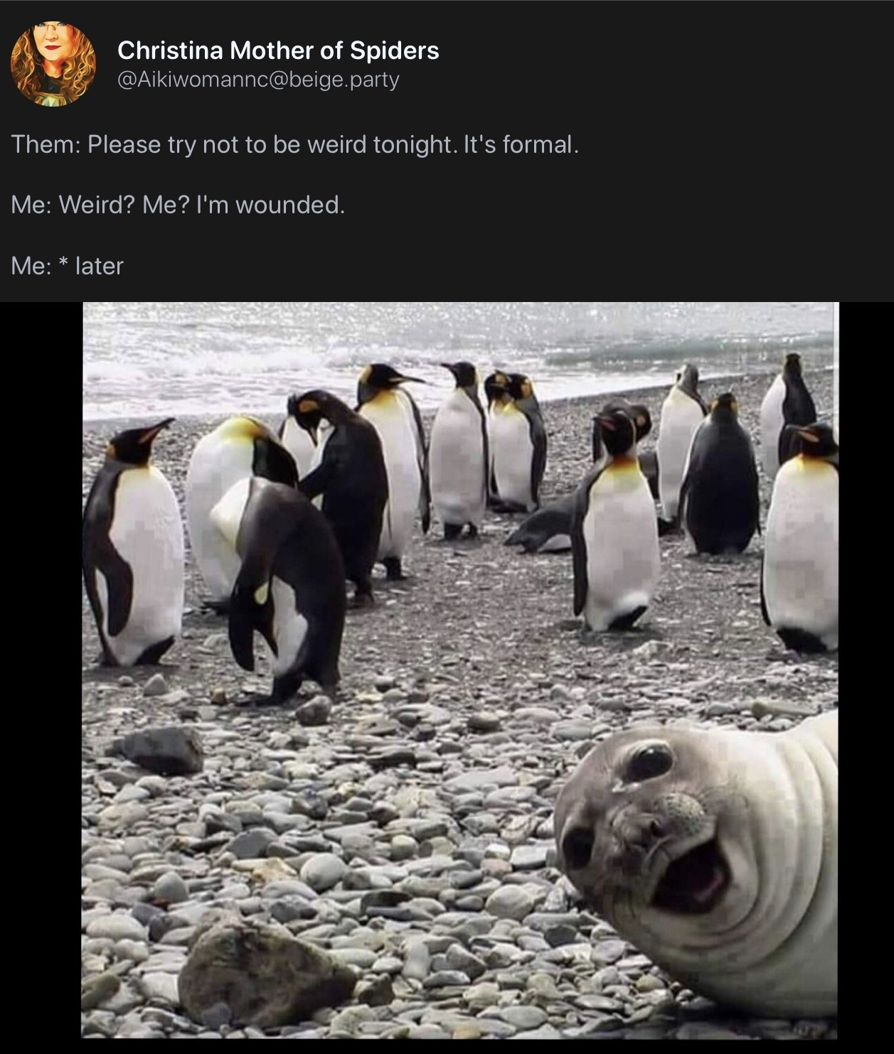 A group of penguins are standing on a rocky shore while a seal humorously photobombs in the foreground.