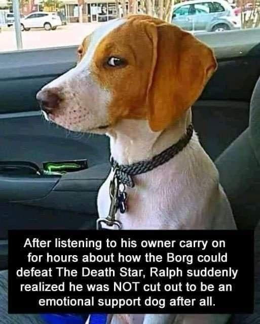 A dog sitting in a car looks unimpressed, with text humorously suggesting he reevaluated his suitability as an emotional support animal after hearing his owner's sci-fi discussions.