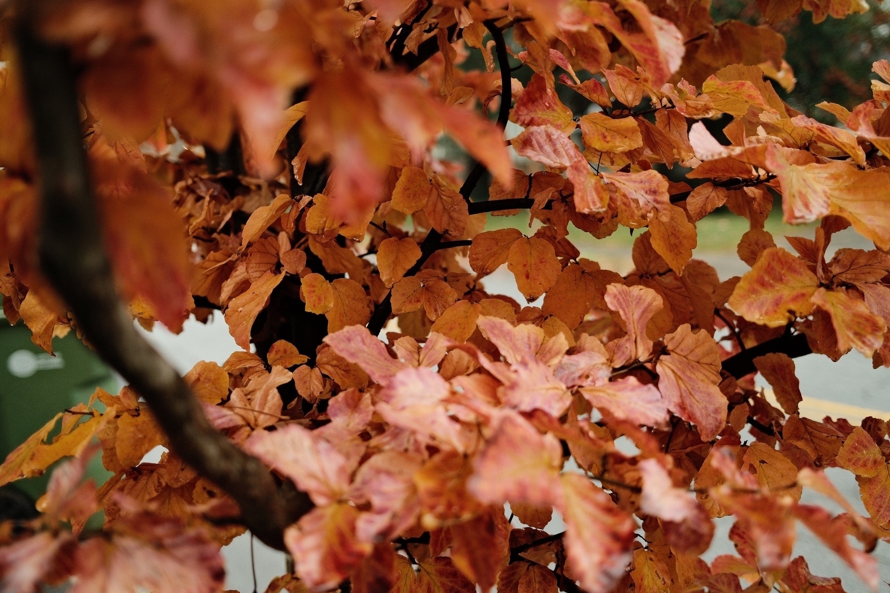 Autumn leaves in shades of orange and brown on a tree branch.