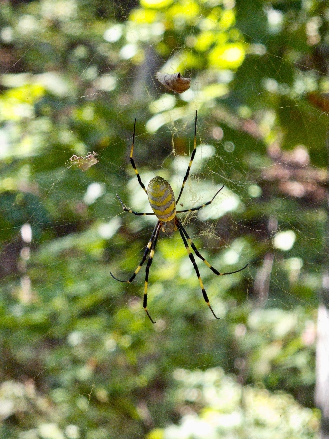 A large spider with a yellow and black pattern on its body and legs is hanging in its web. The background is a blurred natural setting with green foliage.