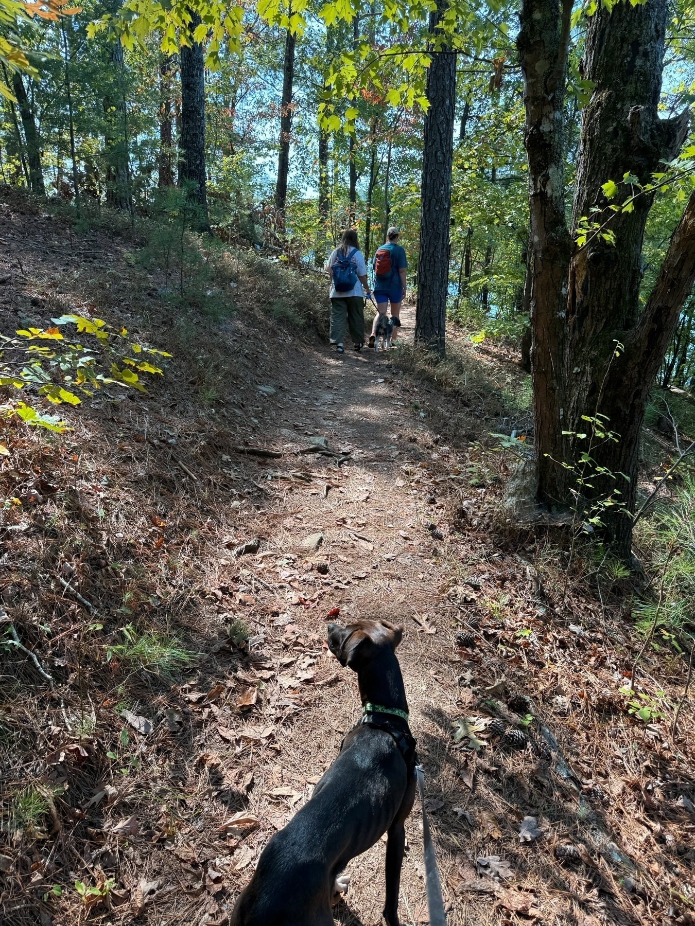 A person walks a dog on a forested trail, leading towards two people ahead, also with a dog. Sunlight filters through the trees, illuminating the path scattered with leaves and pine needles.