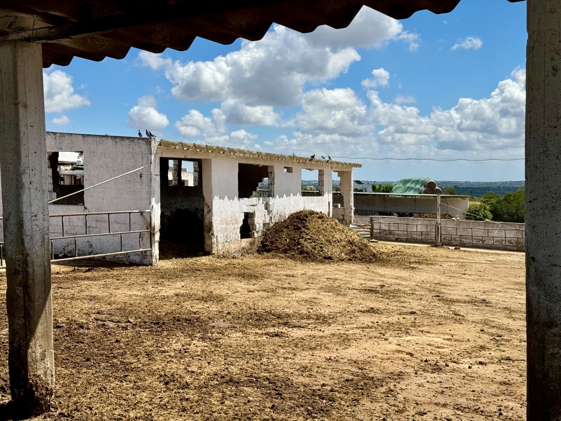 A livestock farm with a dirt-covered ground, a large manure pile, and several weathered concrete structures. Two pigeons are perched on one of the structures. The sky is partly cloudy.