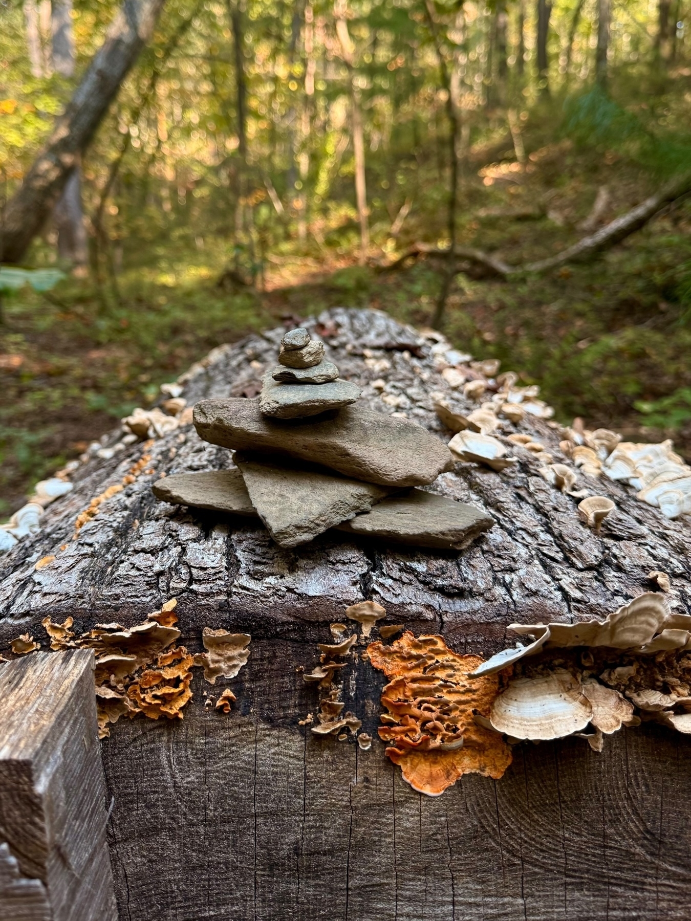 A small stack of flat stones is balanced on a wooden log in a forest setting. The log is adorned with various colorful fungi, including bright orange and brown mushrooms. The background is a blurred view of trees and greenery.