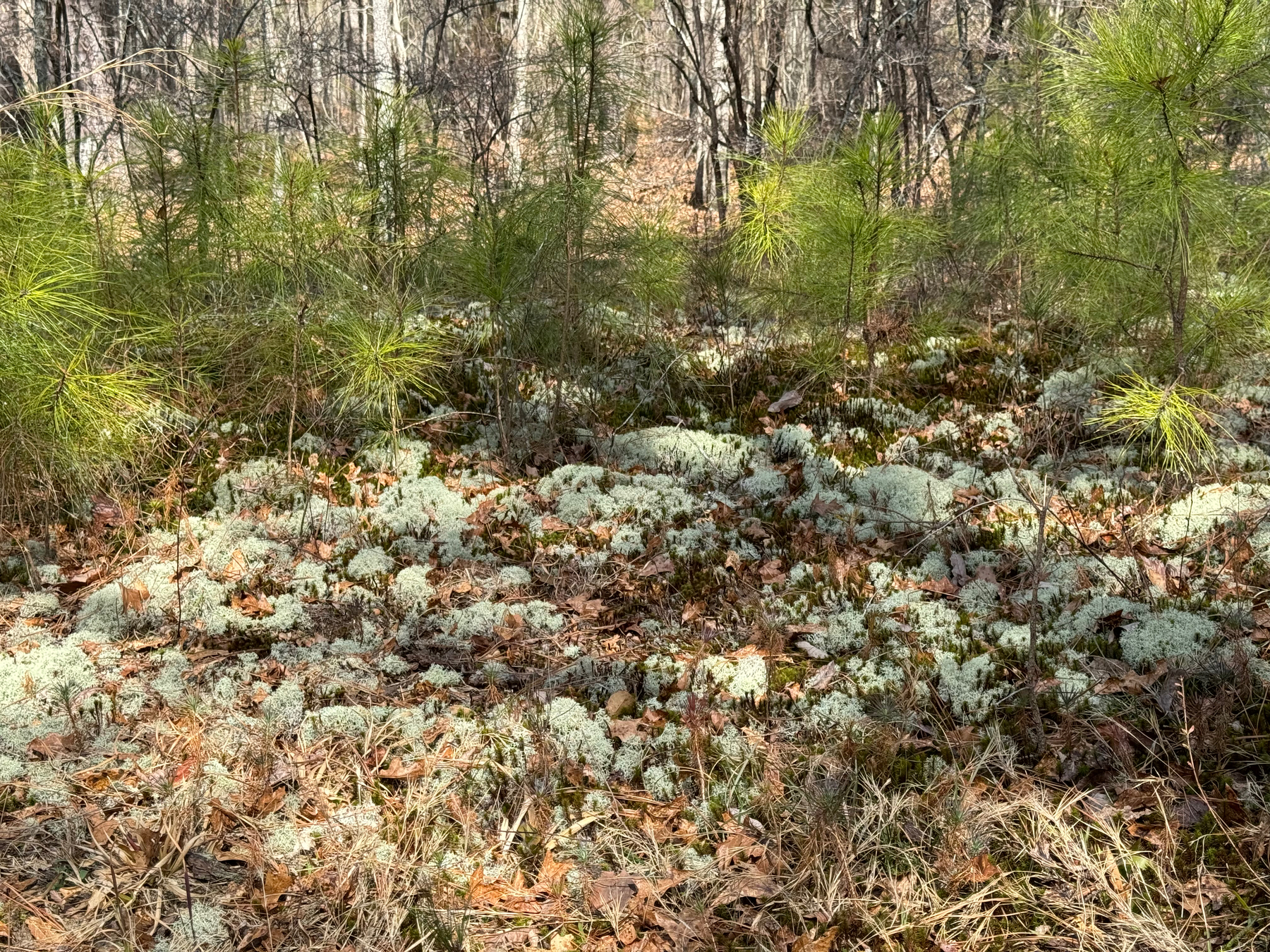 A forest floor covered with patches of light-colored lichen and scattered young pine saplings, with a backdrop of leafless trees.