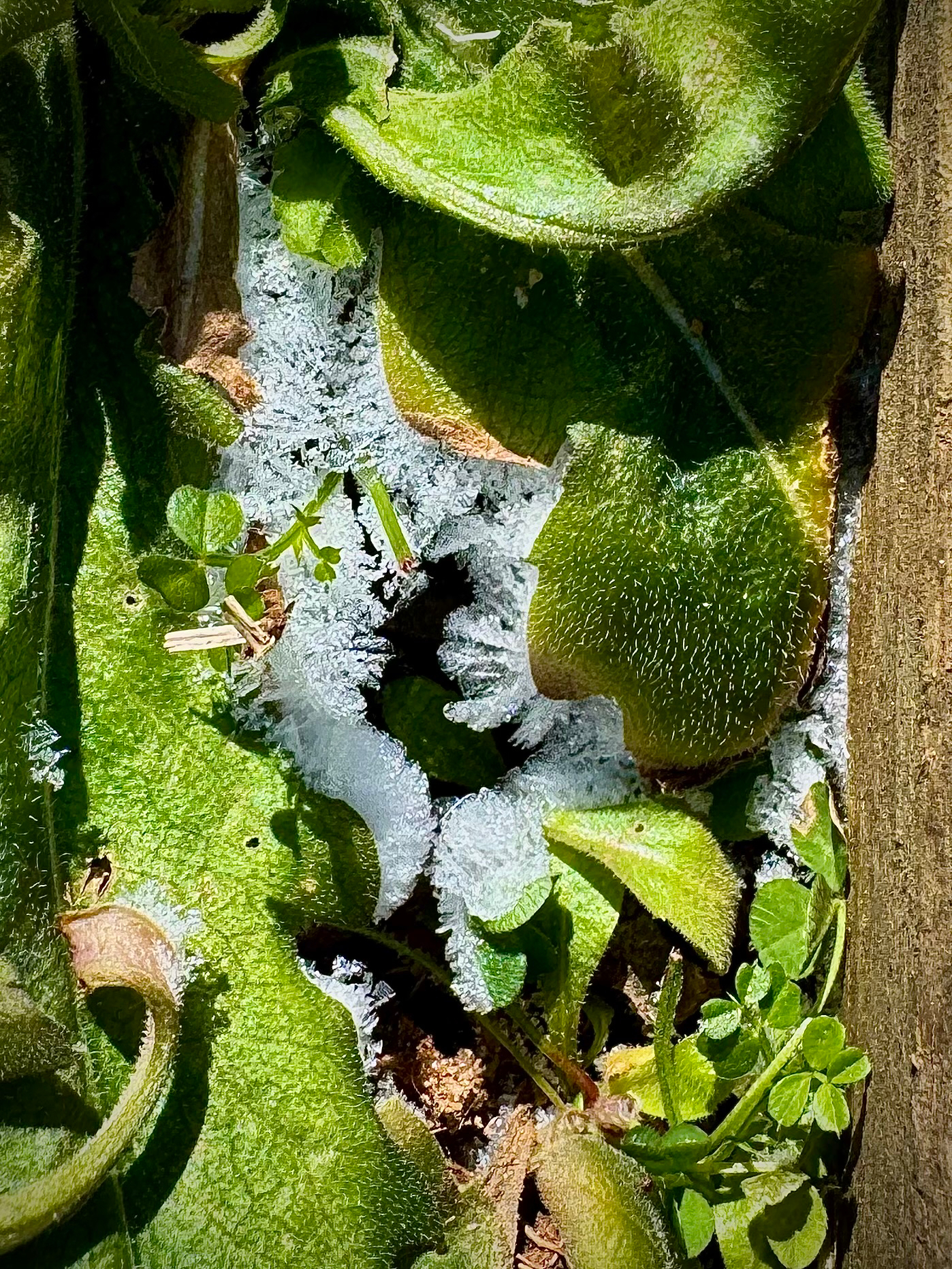 A macro photo of frost amongst some small ground scrub plants