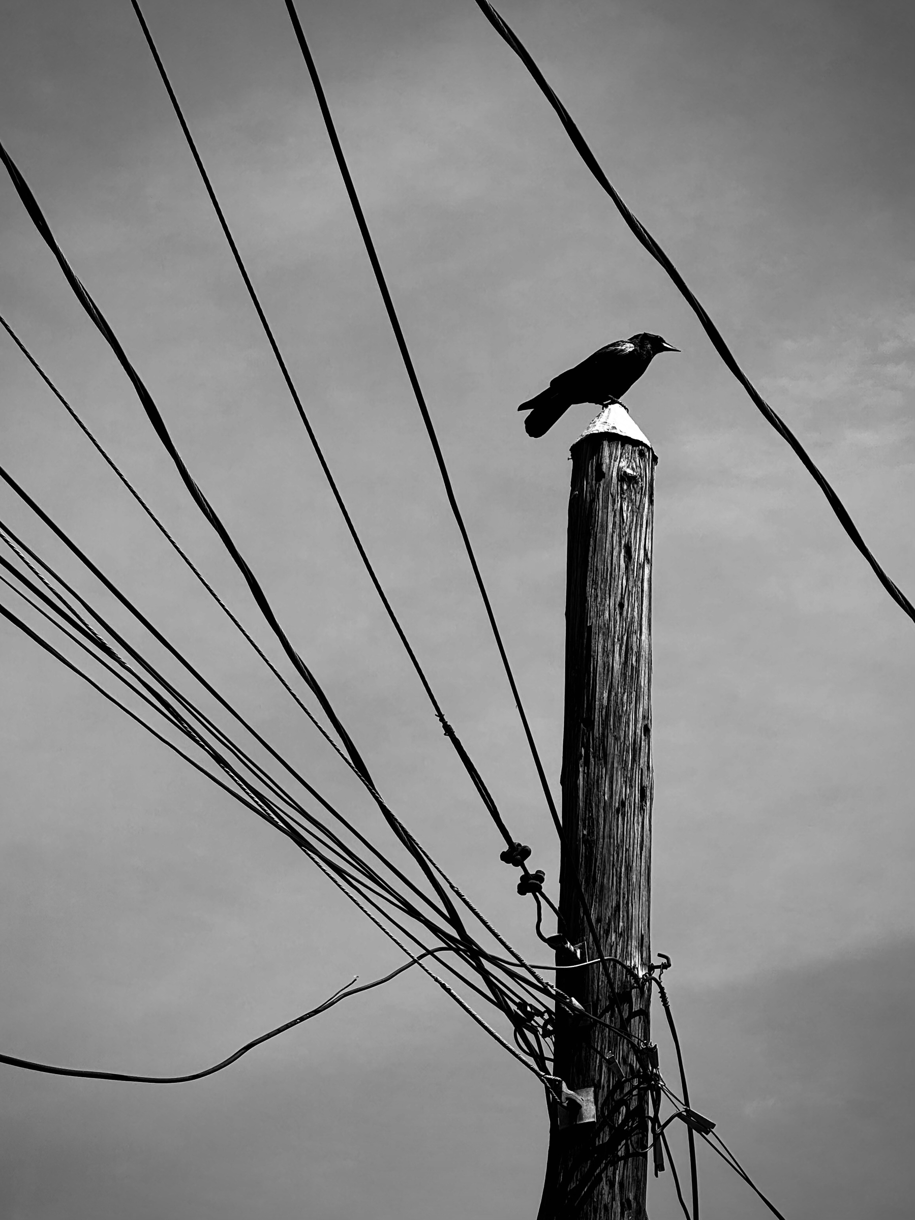 A black and white photo showing a telephone pole with many wires and a crow sitting on top. 