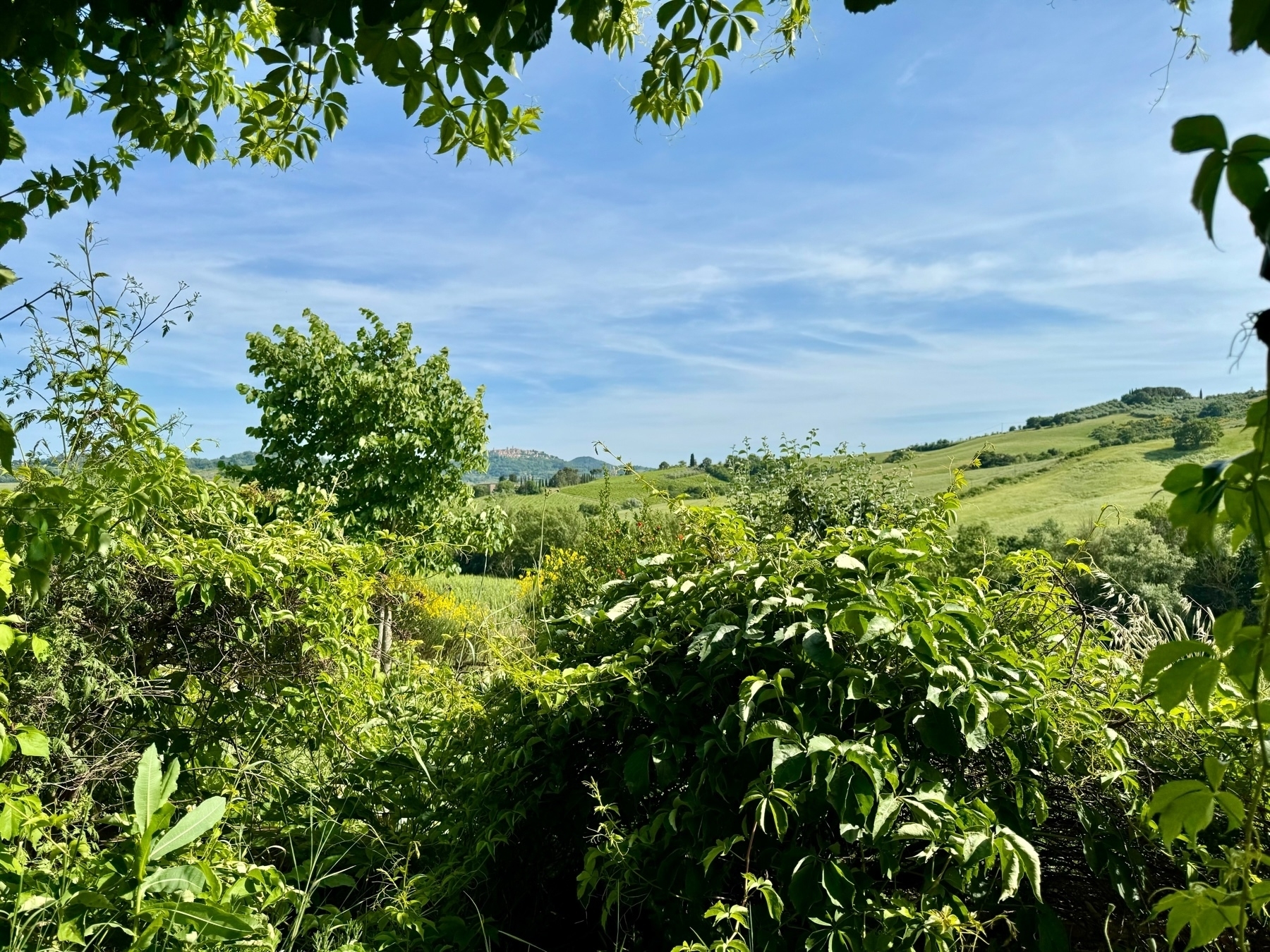 A lush, green landscape featuring dense foliage in the foreground, with various plants and trees. The background reveals rolling hills under a clear blue sky with light clouds. A distant hilltop village or town is faintly visible. 