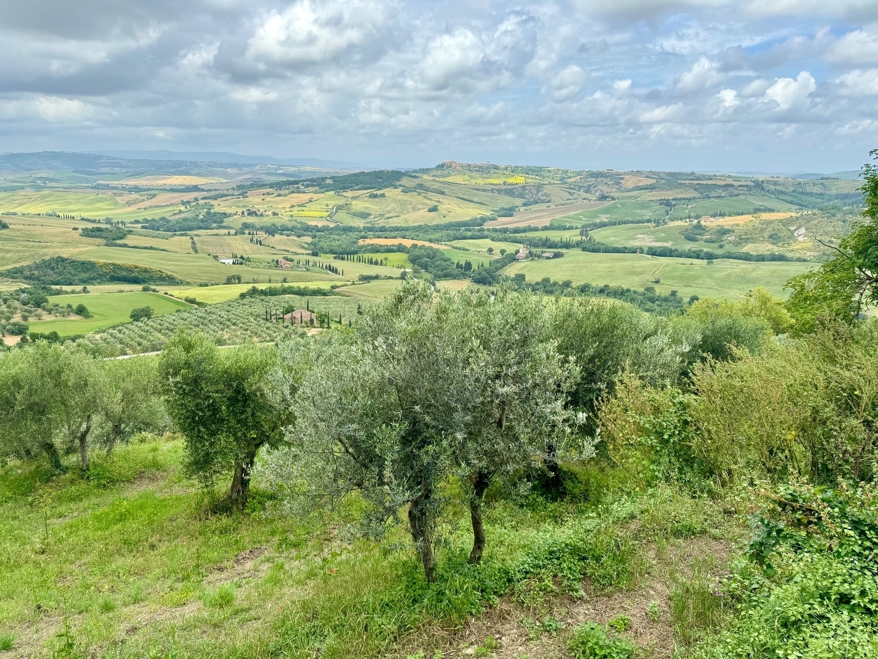 A scenic landscape featuring rolling hills with various shades of green and yellow fields, dotted with trees and shrubbery. The foreground shows olive trees and other vegetation, while the background includes an expansive view of farmland and distant hills under a partly cloudy sky.