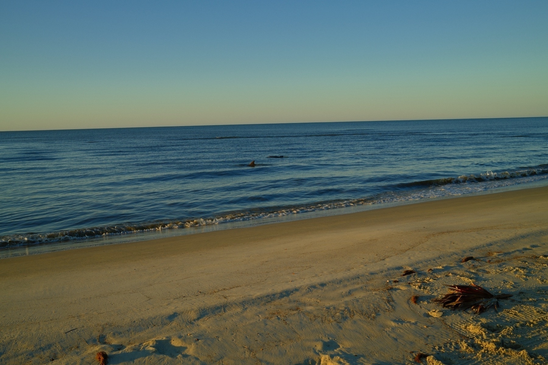 Auto-generated description: A serene beach scene with gentle waves under a clear blue sky. Two dolphins can be seen with their dorsal fins protruding from the water