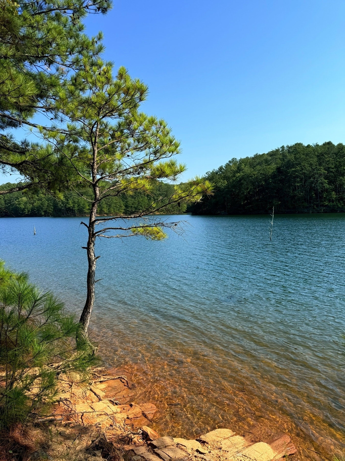 A serene lakeside view with clear blue water and a tree on the rocky shoreline. The background features a forested area under a bright blue sky.