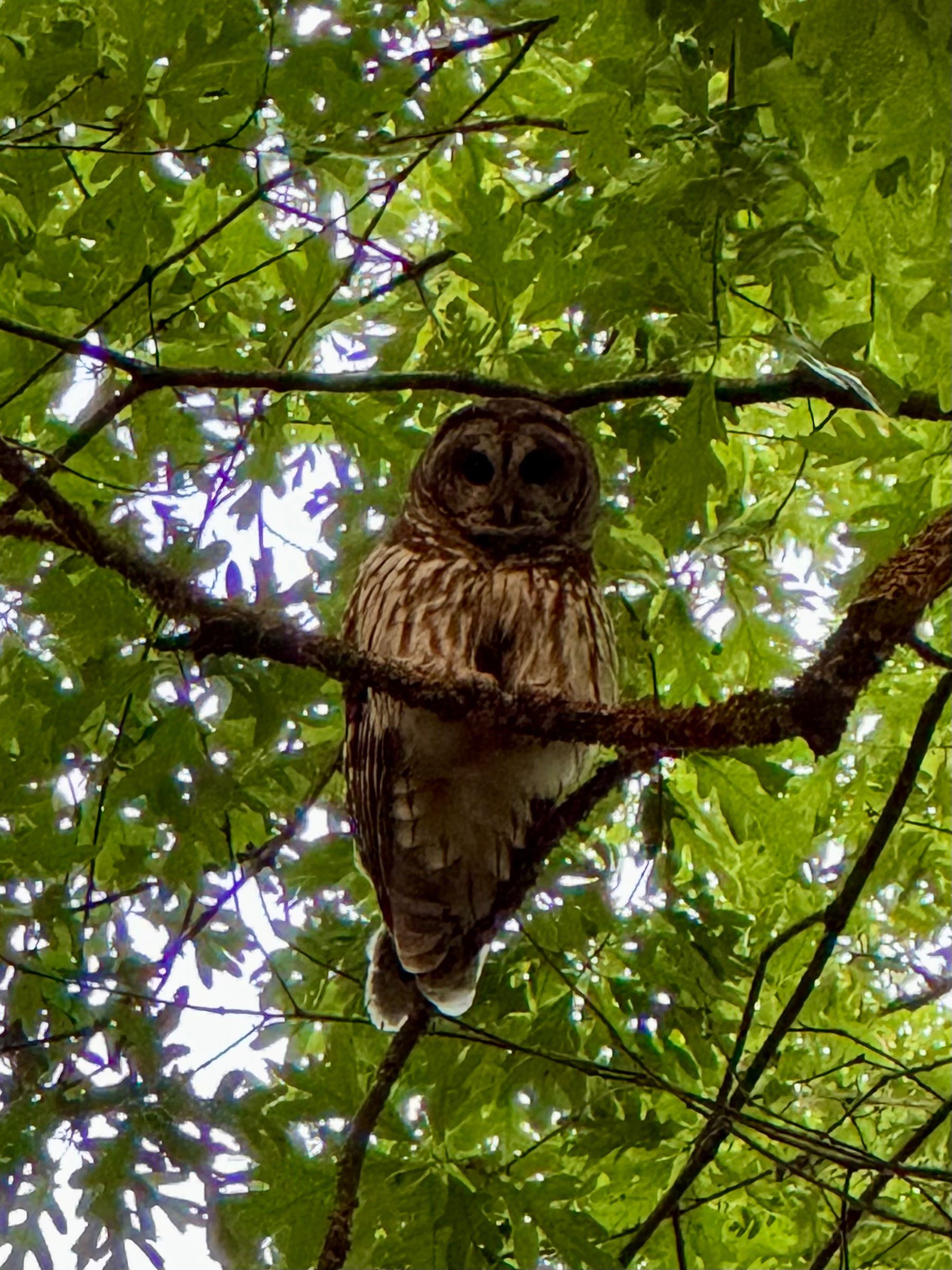 An adult barred owl perched on a tree branch with green leaves in the background.