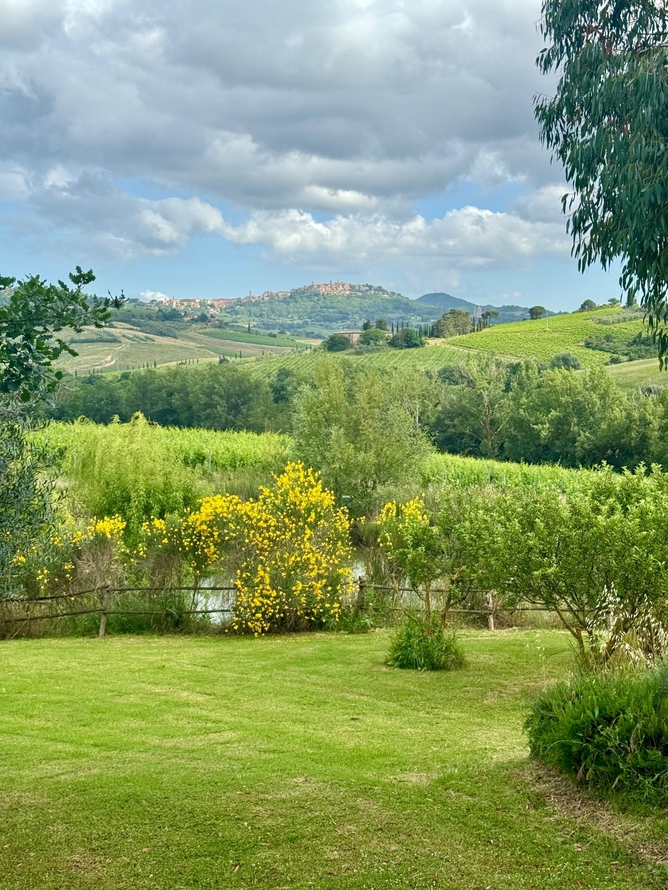 A scenic landscape featuring rolling green hills, yellow flowering bushes, and a distant hilltop town under a partly cloudy sky. Trees and shrubs dot the foreground, and a wooden fence lines part of the scene.