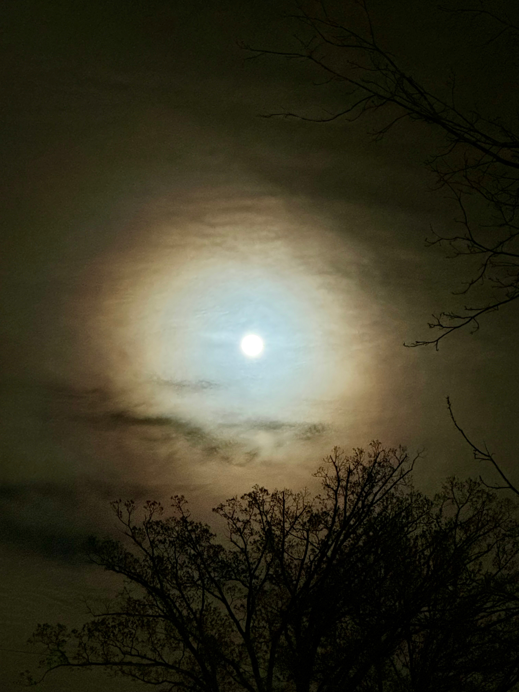 A night sky with a bright moon surrounded by a halo of light, with silhouetted bare tree branches in the foreground.