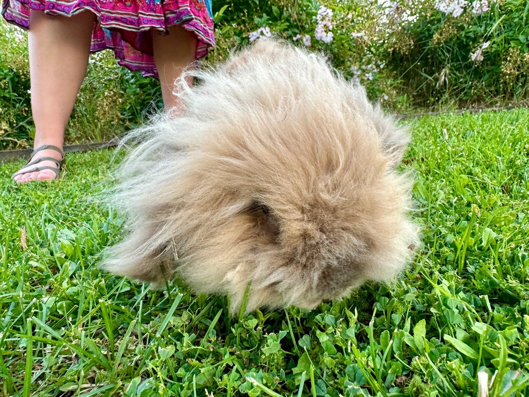 A fluffy, long-haired rabbit eating grass in a garden. In the background, a person in a colorful skirt and sandals stands on the lawn. Flowering plants and greenery surround the area.