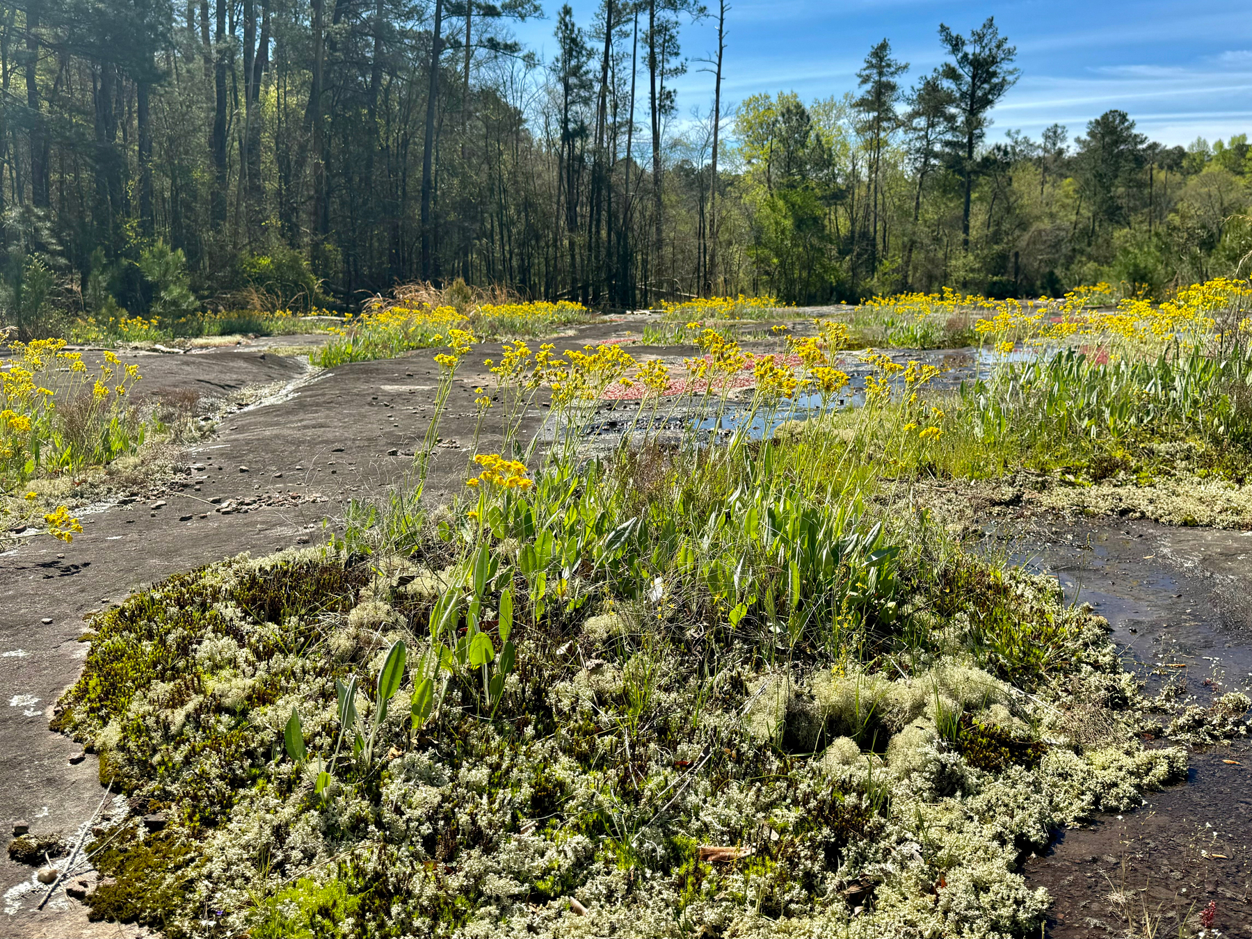 A natural landscape showcasing a variety of wildflowers in bloom on rocky ground, with a pond in the background surrounded by forest under a clear blue sky.