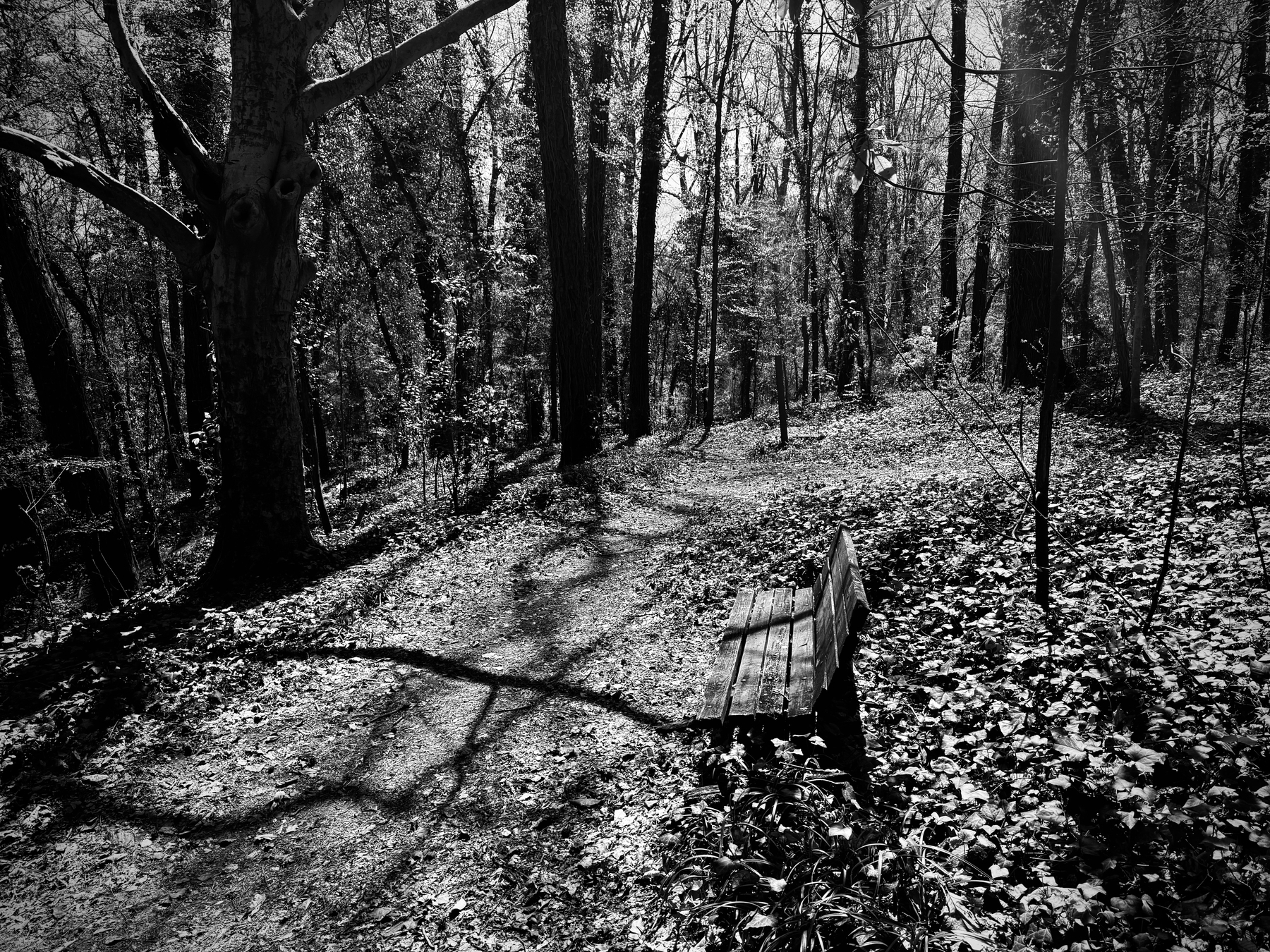 A black and white photo of a forest with leaf-covered ground, a wooden bench on the right, and trees casting shadows across a trail.