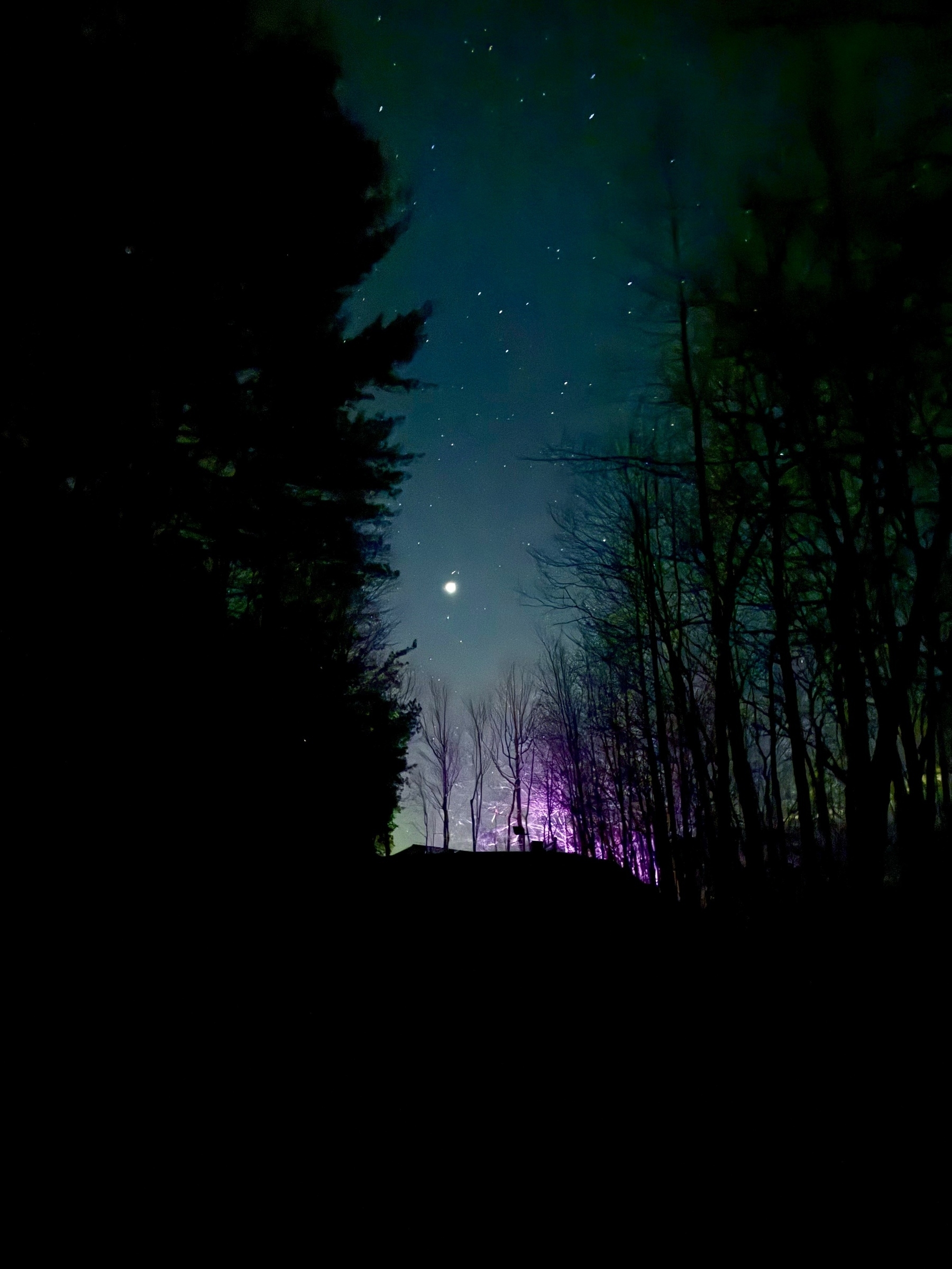 A silhouette of trees against a night sky filled with stars. The moon and a planet are visible, and there’s a faint purple glow near the horizon.