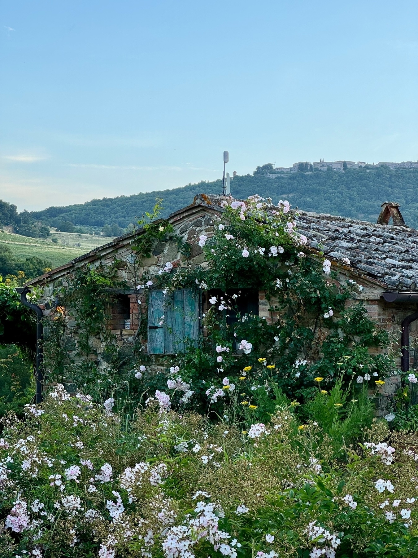 A picturesque stone cottage covered in climbing roses and surrounded by a lush garden with wildflowers. The cottage features a rustic tiled roof and weathered blue-green window shutters. The backdrop consists of rolling hills and distant trees, under a clear blue sky.