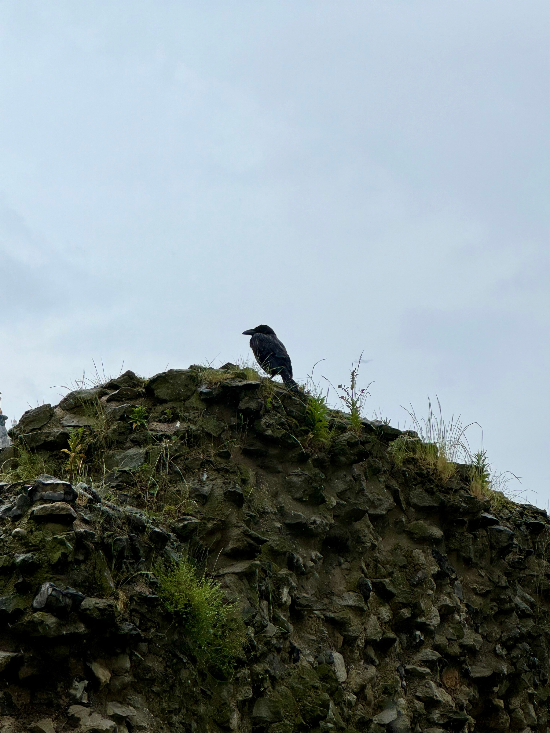 A raven perched atop a rocky outcrop against a pale sky background.