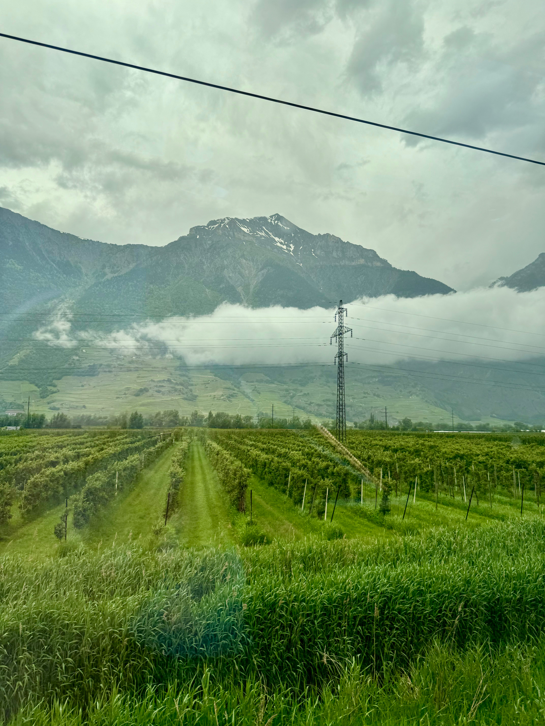 A scenic landscape featuring a lush green field, possibly a vineyard, with rows of plants leading towards a mountain range in the background. Low clouds or mist partly envelop the lower section of the mountains, and an electricity pylon stands on the right side