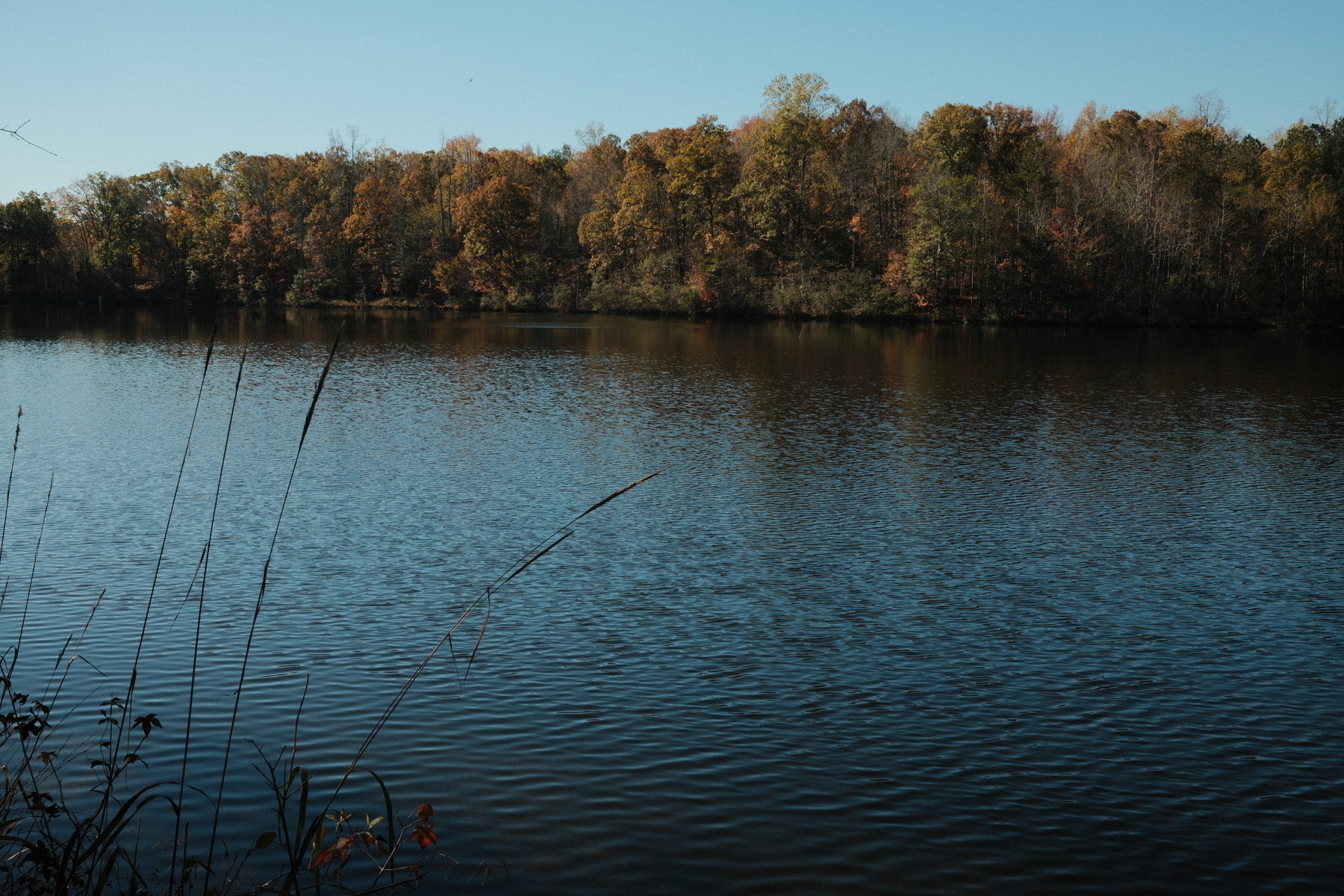 Auto-generated description: A calm lake is bordered by a line of trees with autumn foliage under a clear blue sky.