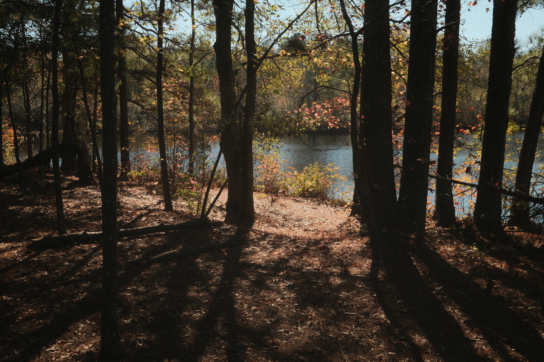 Auto-generated description: A sunlit forest scene with tall trees casts shadows on the ground beside a calm lake.